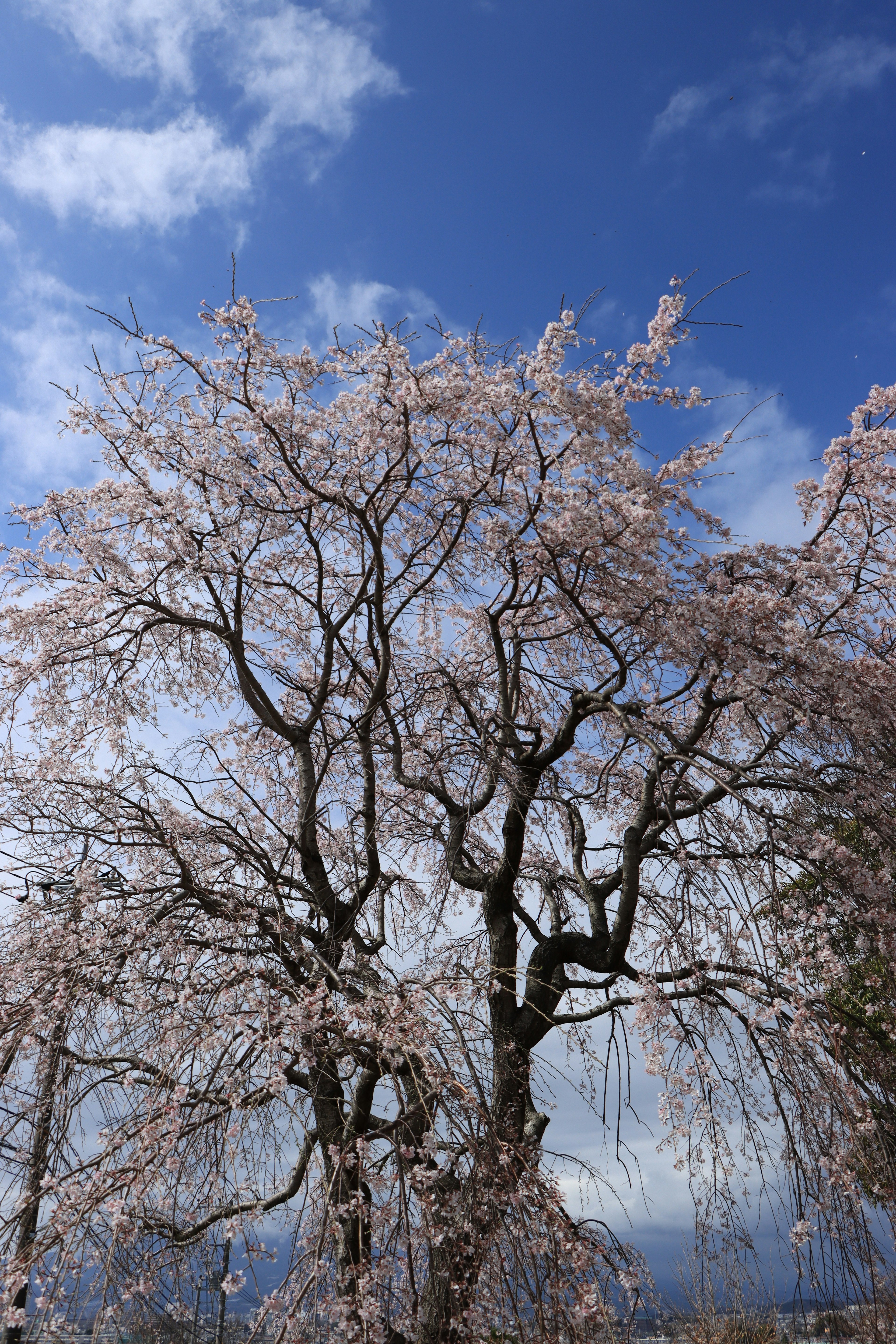 Pohon besar dengan bunga sakura mekar di latar belakang langit biru