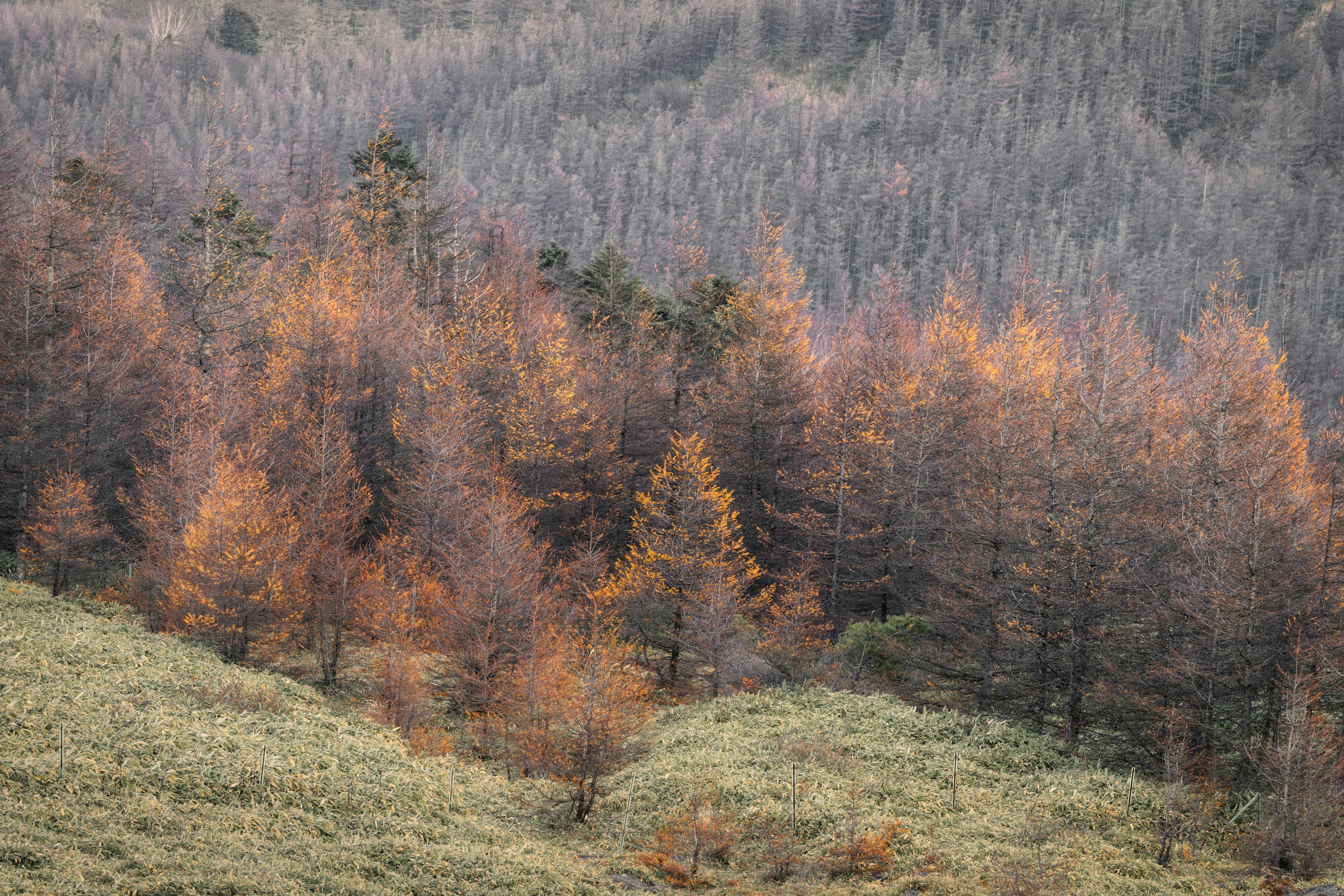 Vista panoramica di una foresta con fogliame autunnale