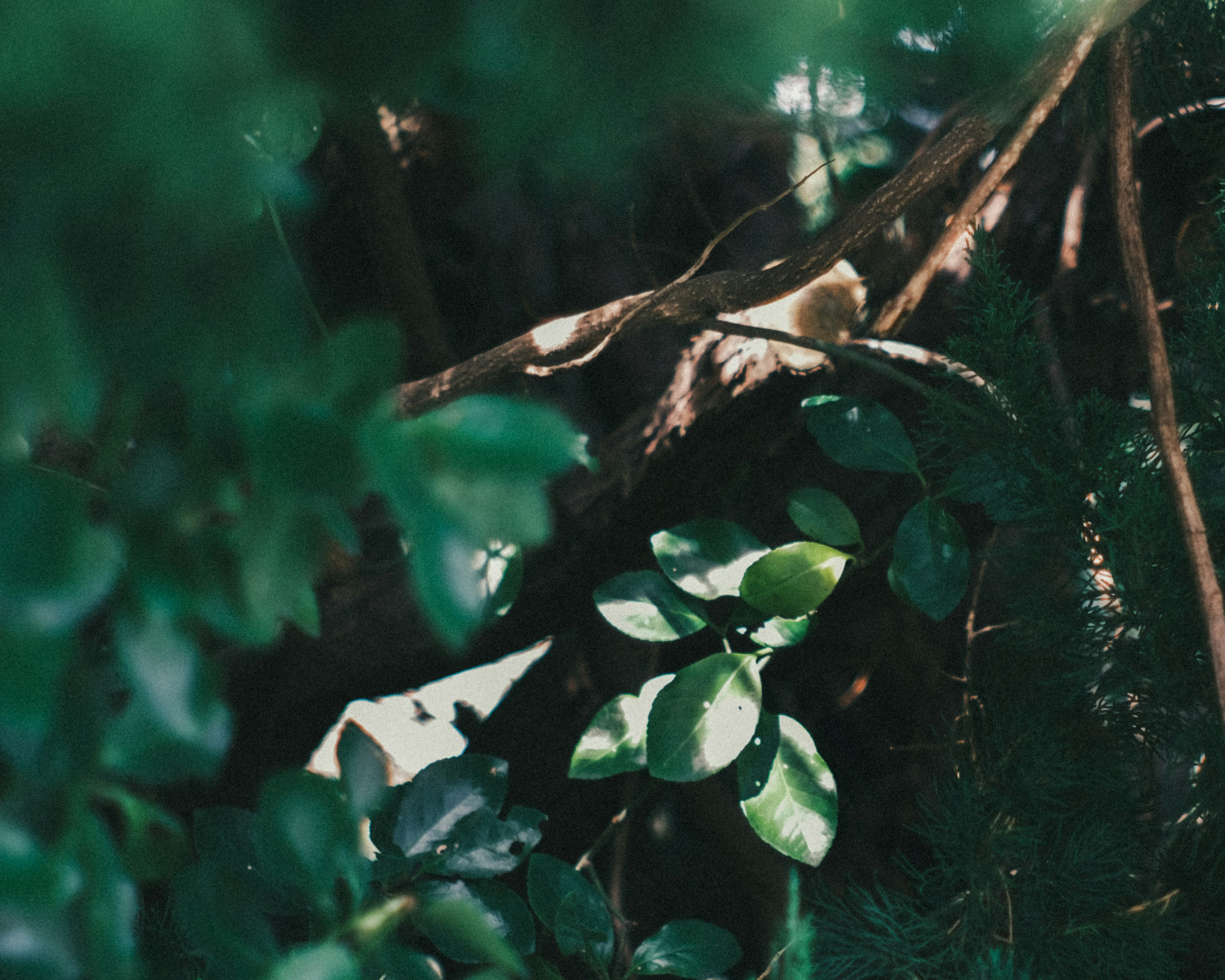 Dense forest scene with green leaves and tree branches visible