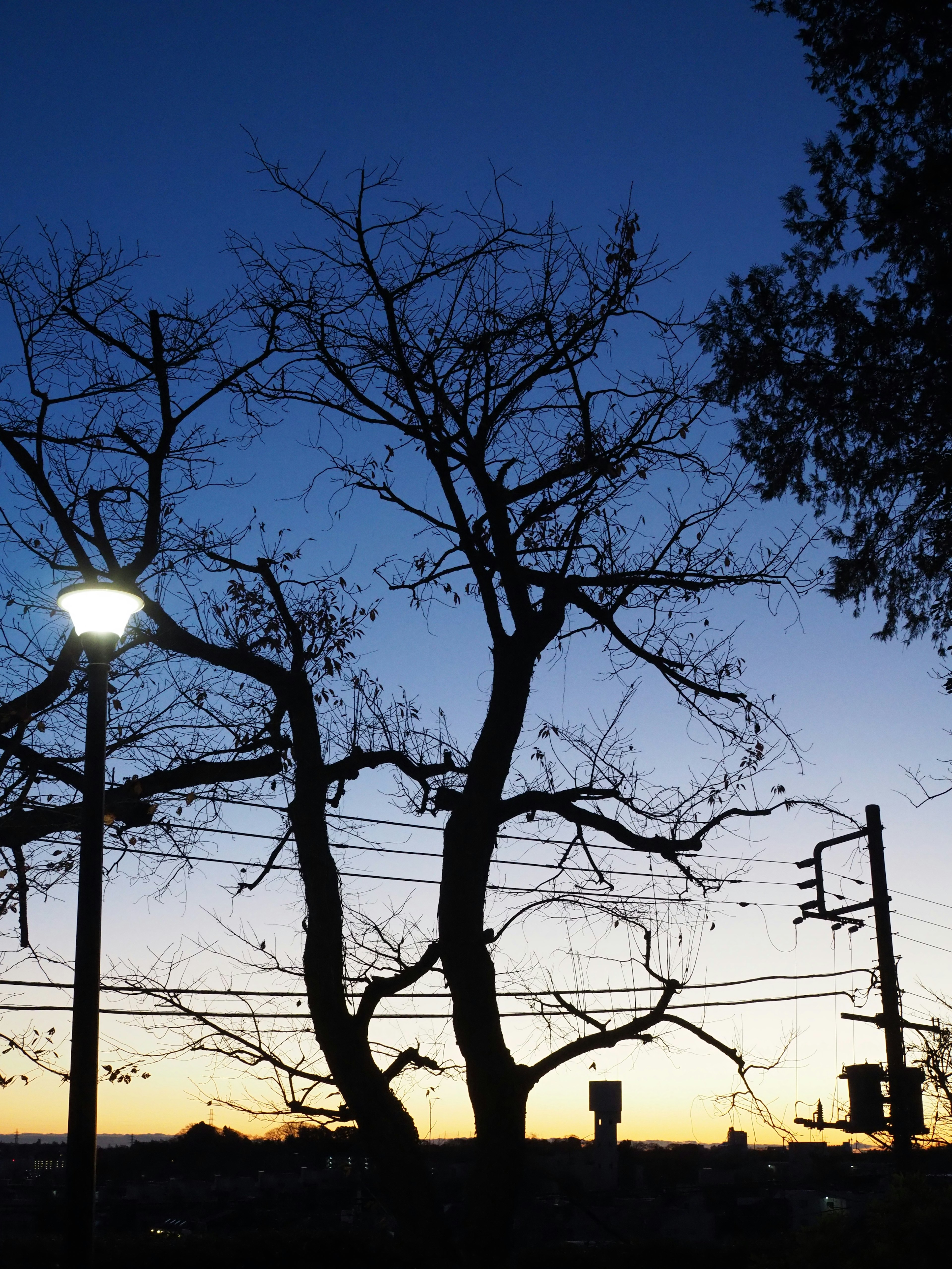 Silhouette di un albero e un lampione al crepuscolo