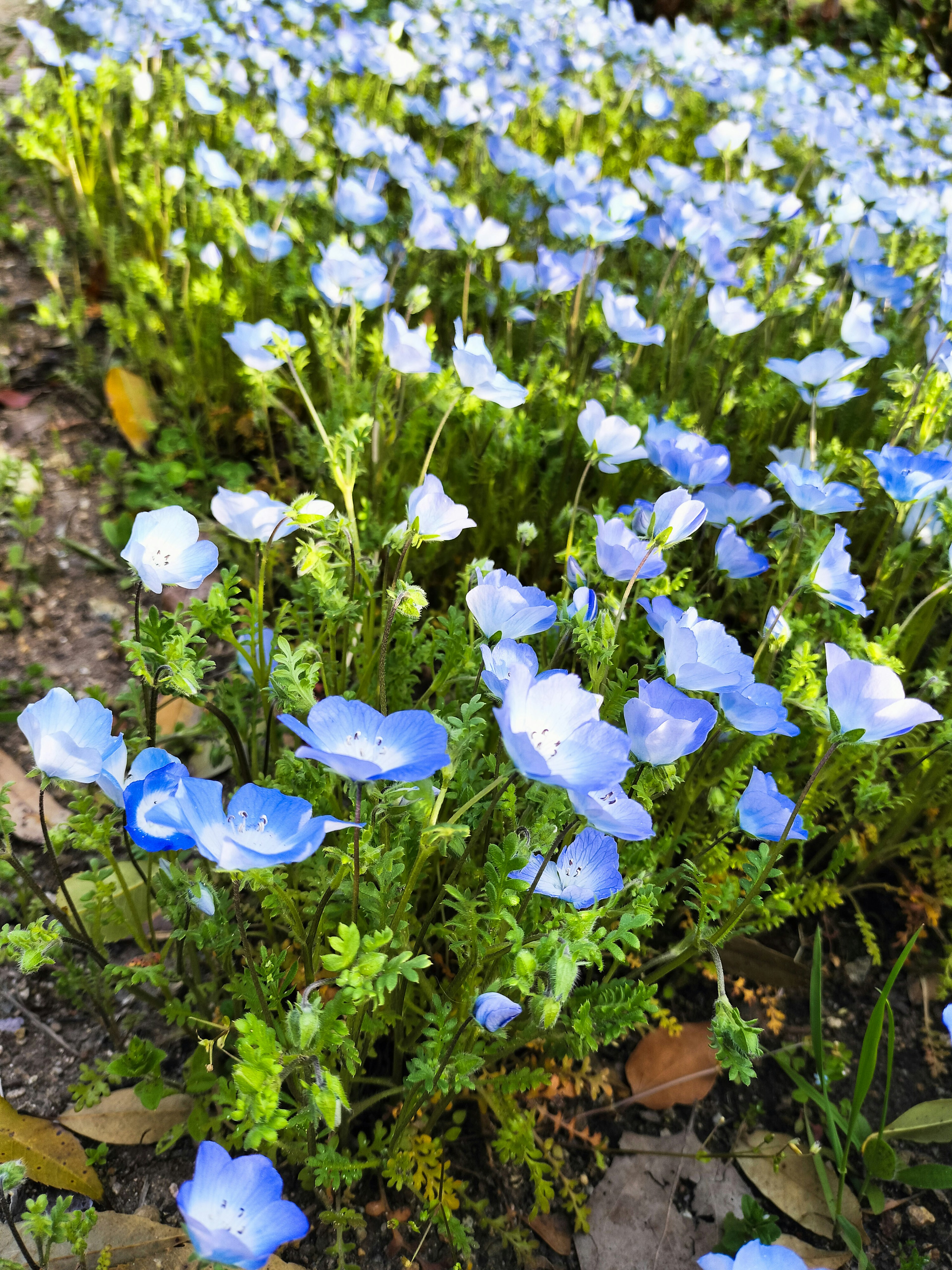 Feld mit zarten blauen Blumen umgeben von grünem Laub