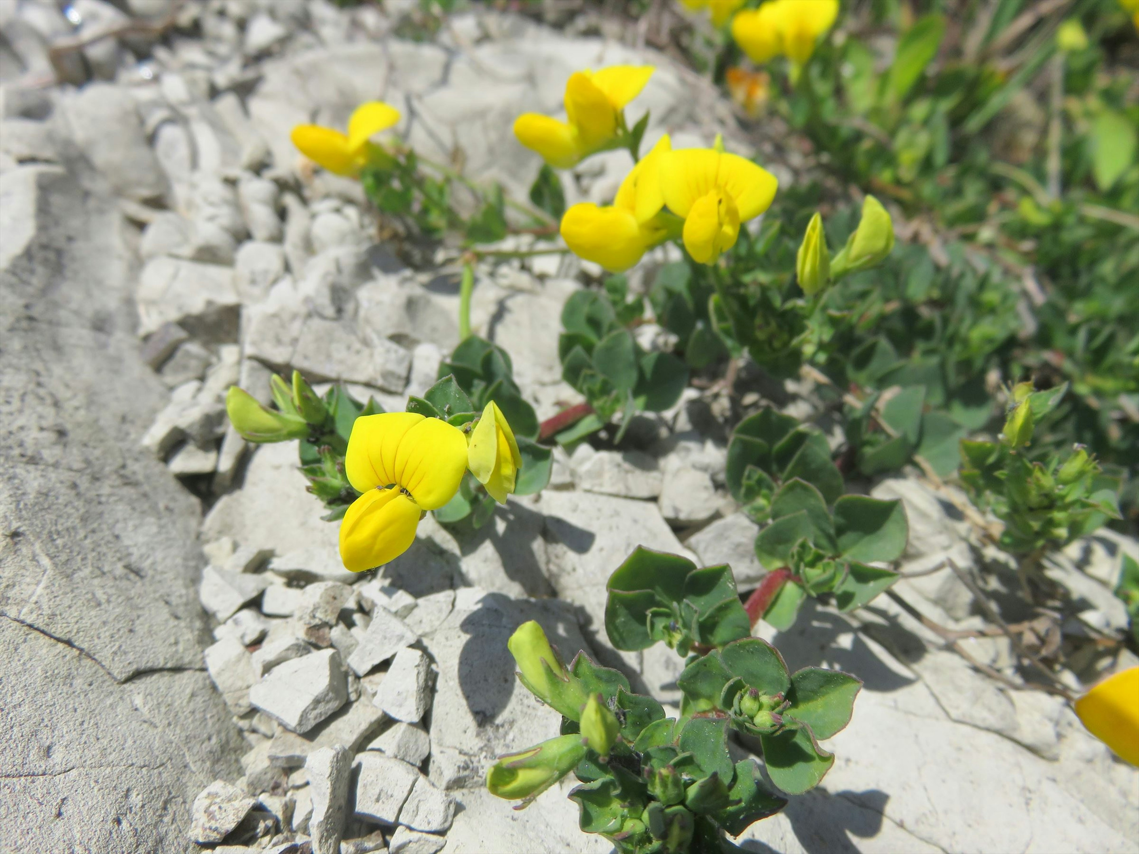 Fiori gialli che fioriscono su piante verdi che crescono tra le rocce