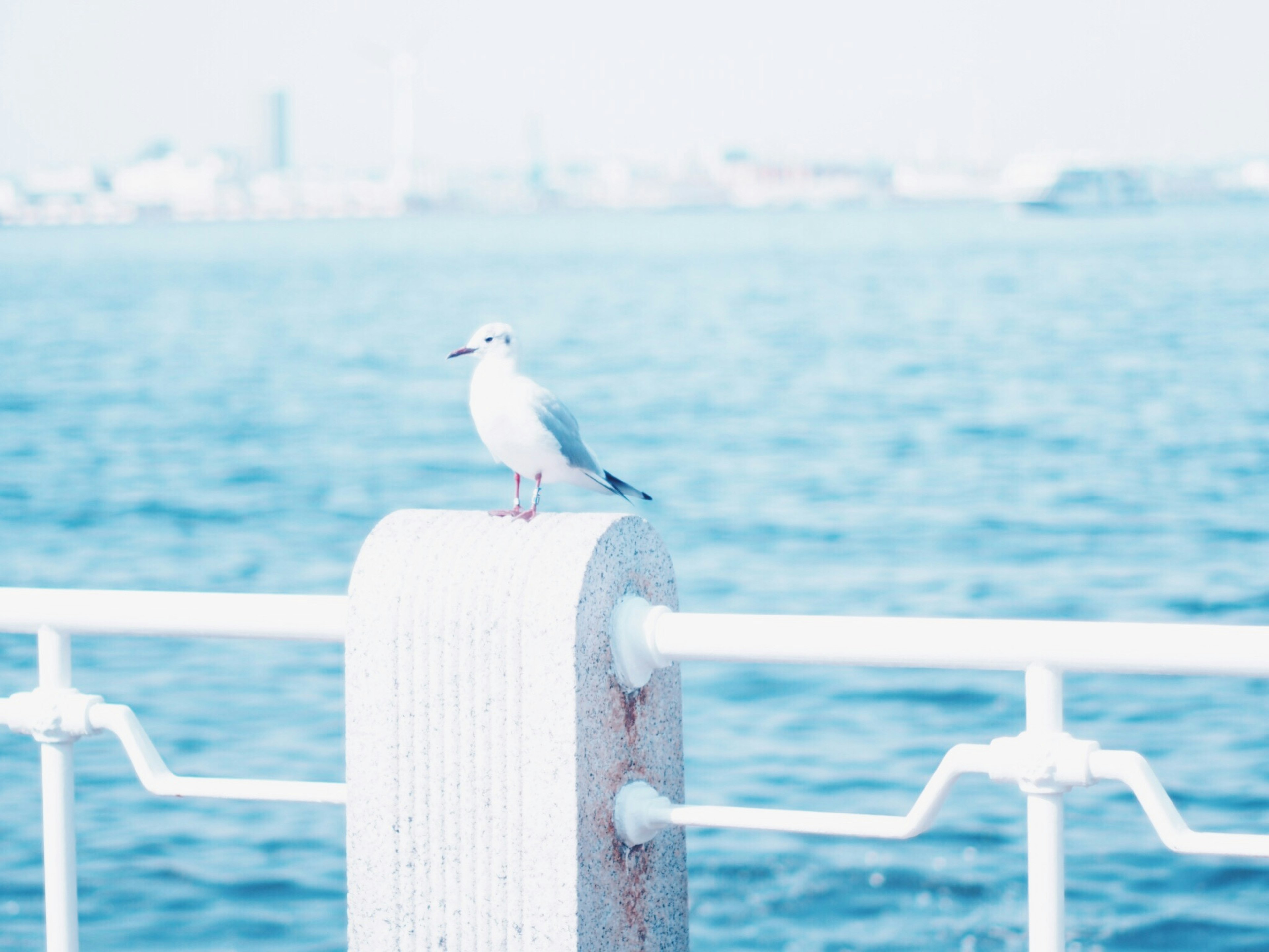 青い海の上に立つ白い鳥と白いフェンス