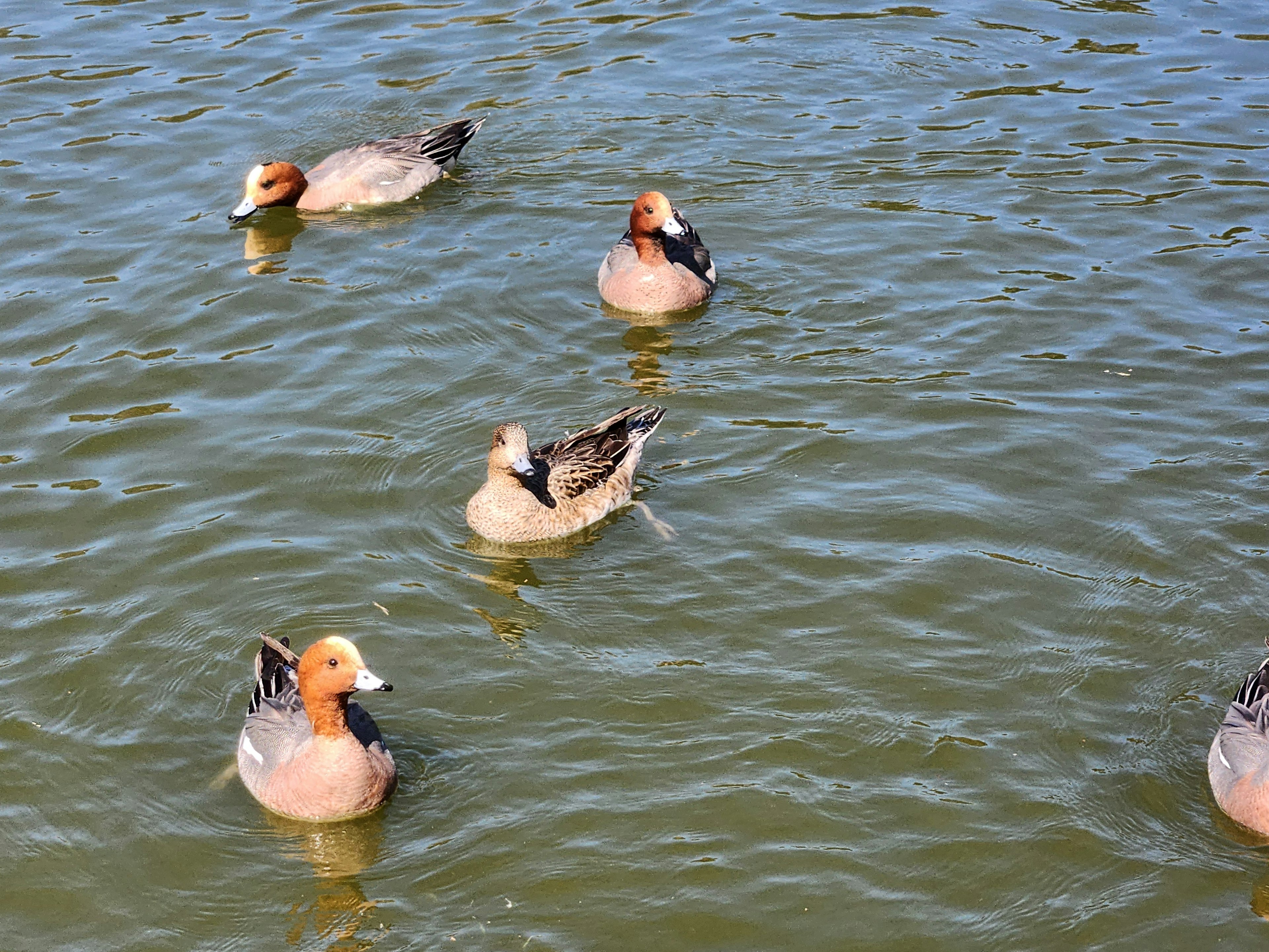 Un grupo de patos nadando en la superficie del agua