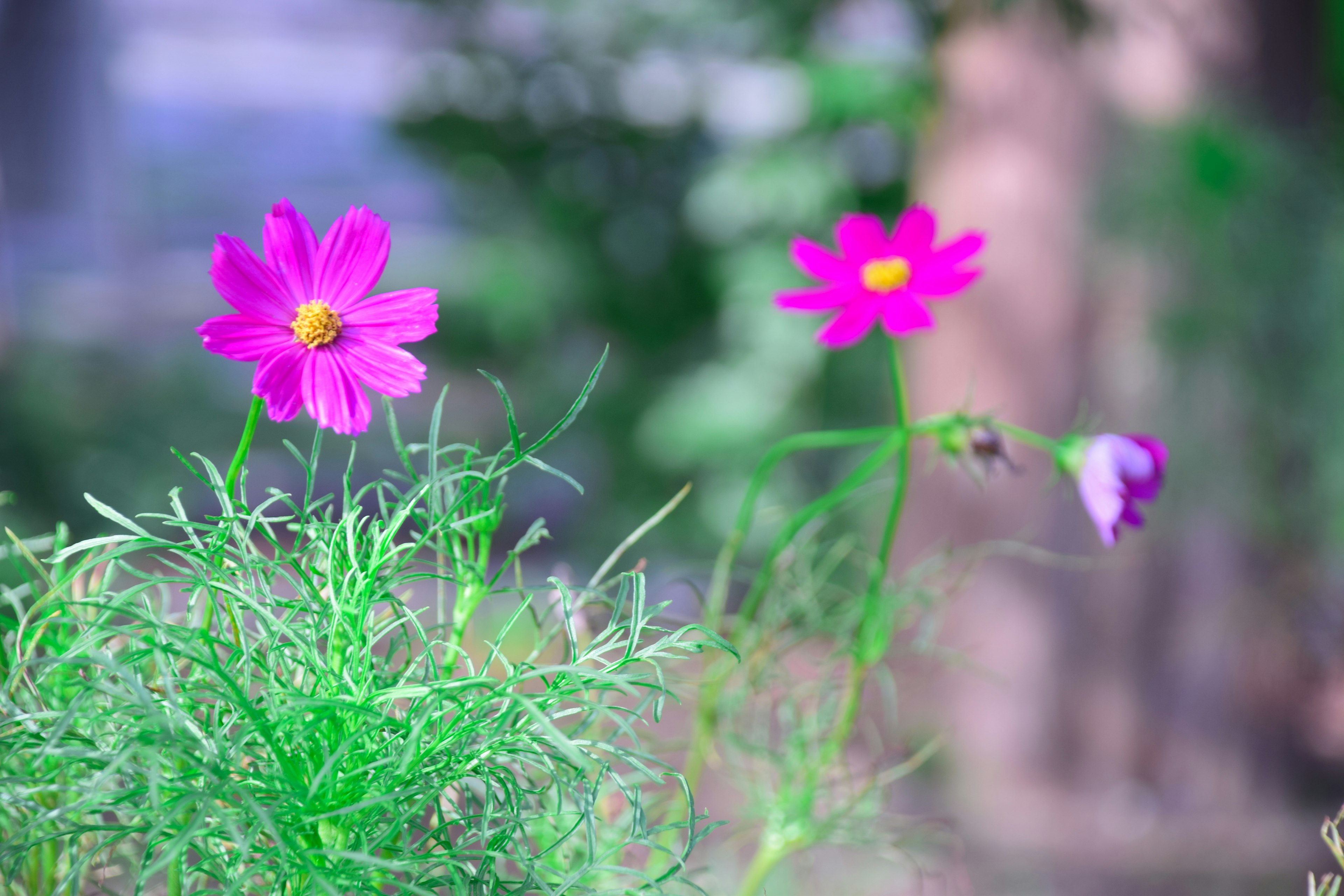 Vibrant pink cosmos flowers blooming against a green background