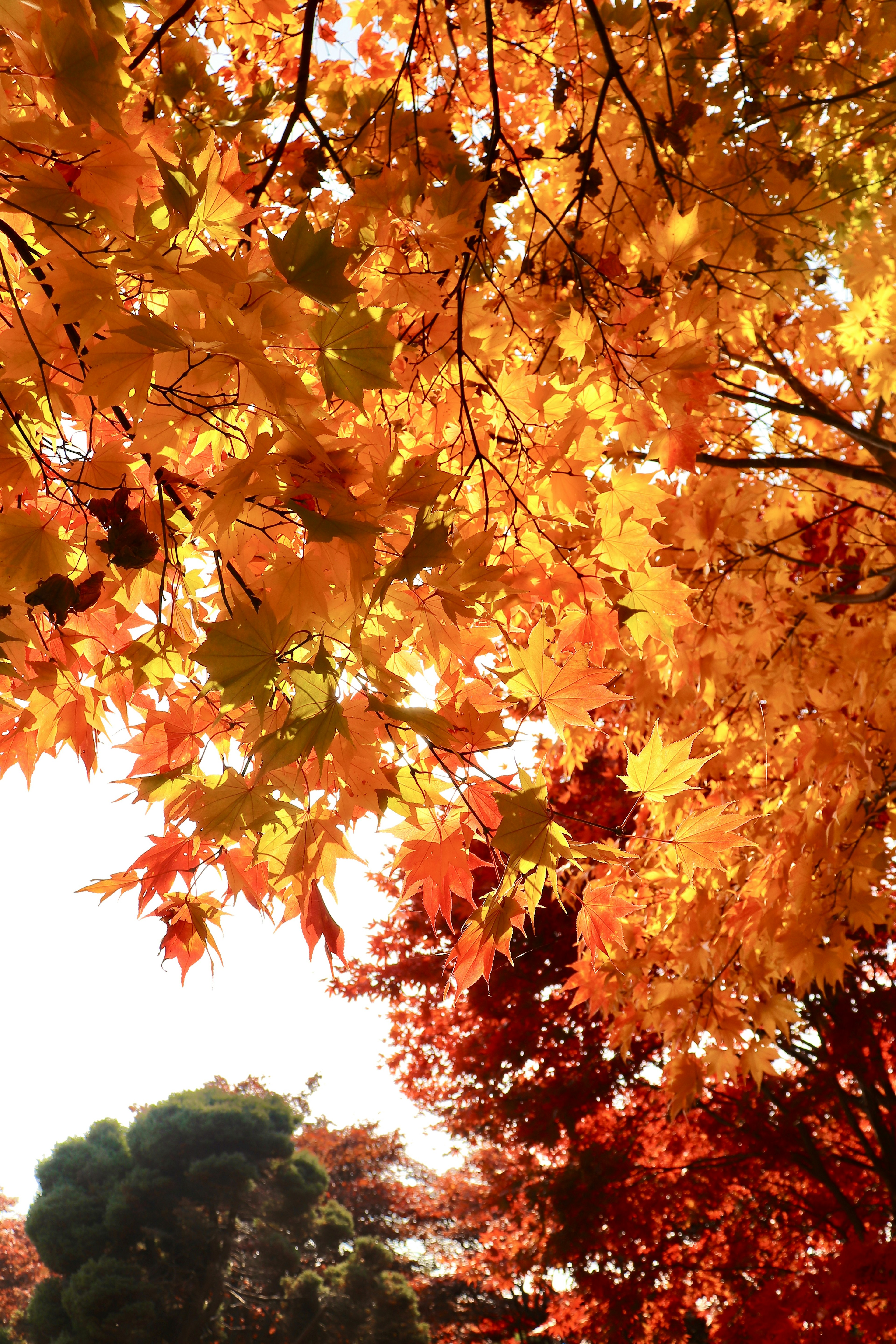 Hojas de otoño vibrantes en tonos de naranja y amarillo