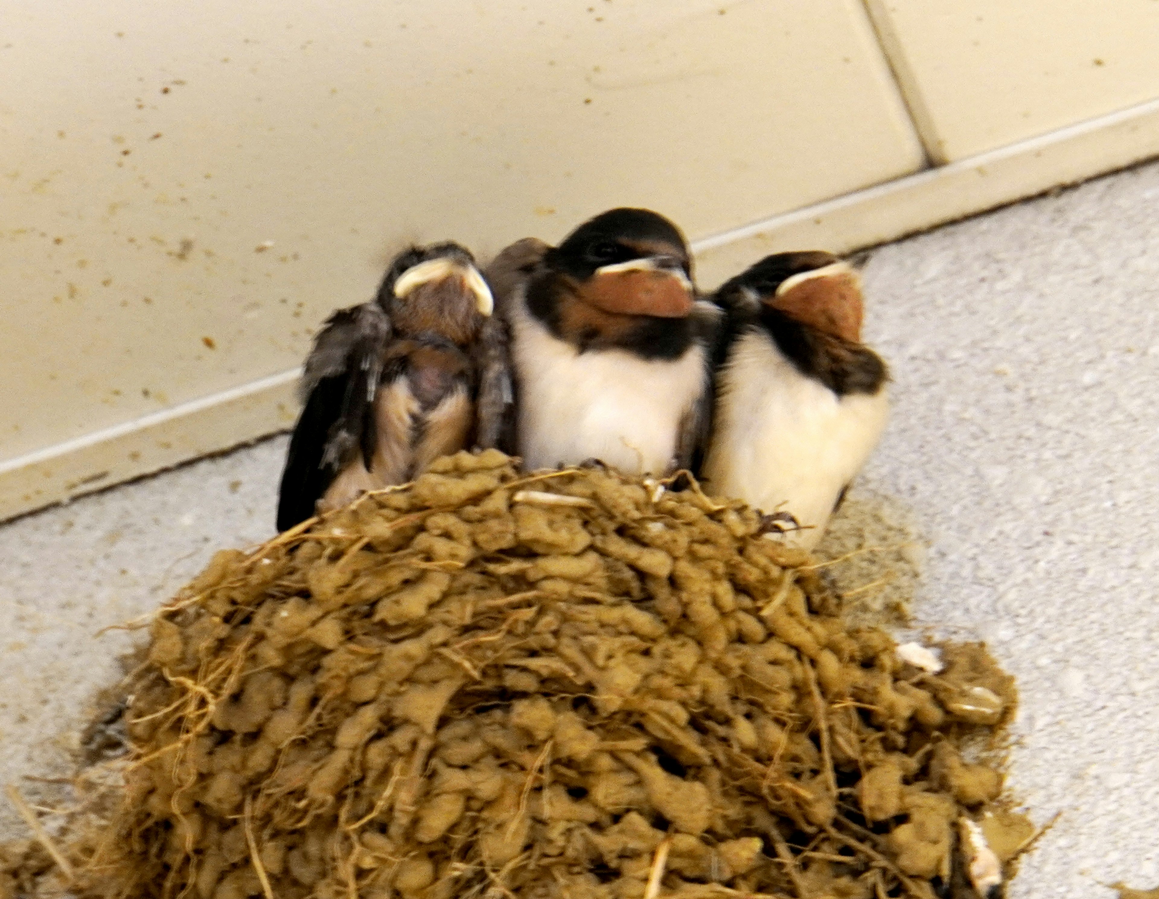 Three chicks huddled together in a nest made of twigs and grass