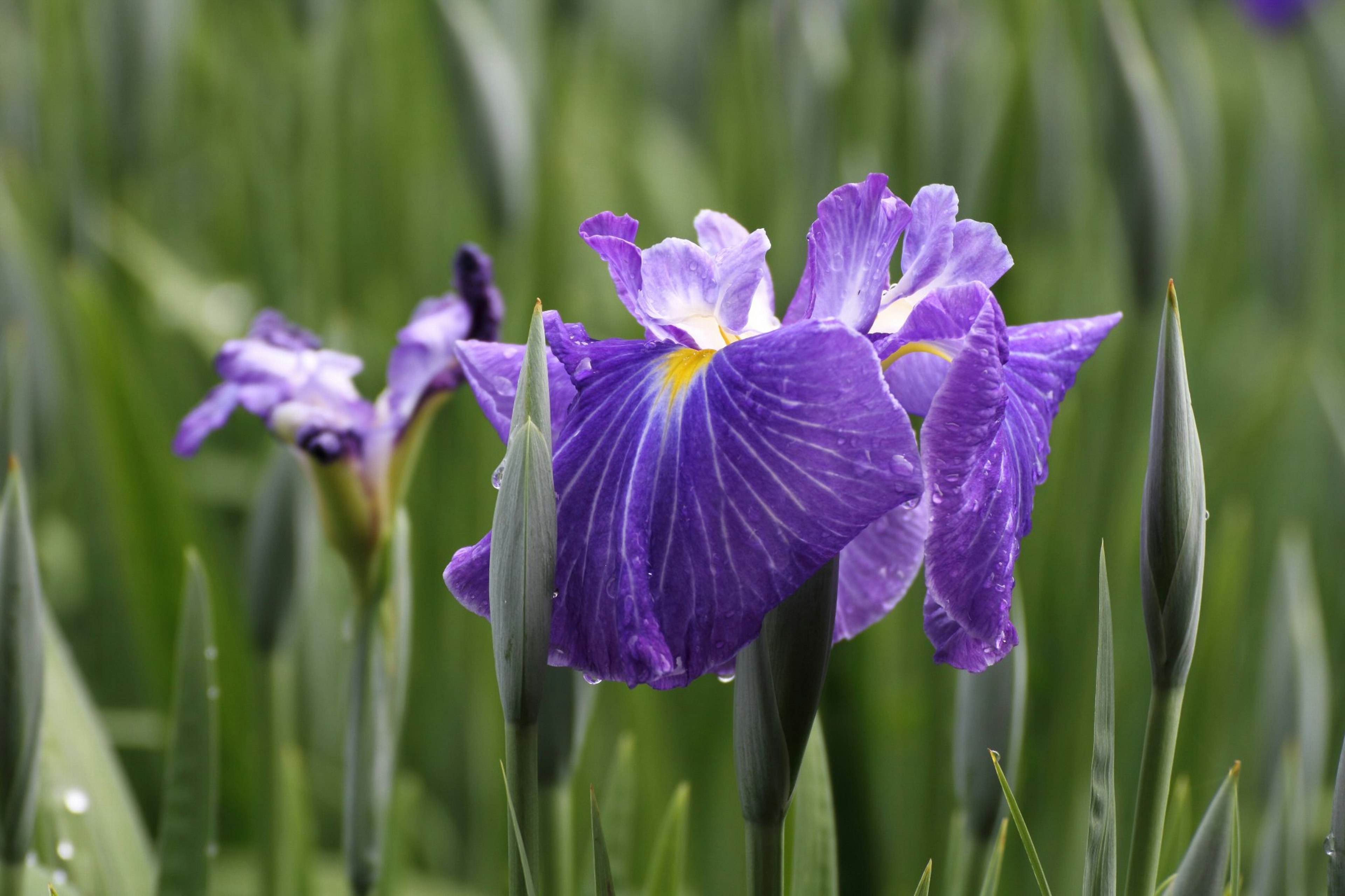 Fiori di iris viola che fioriscono tra foglie verdi