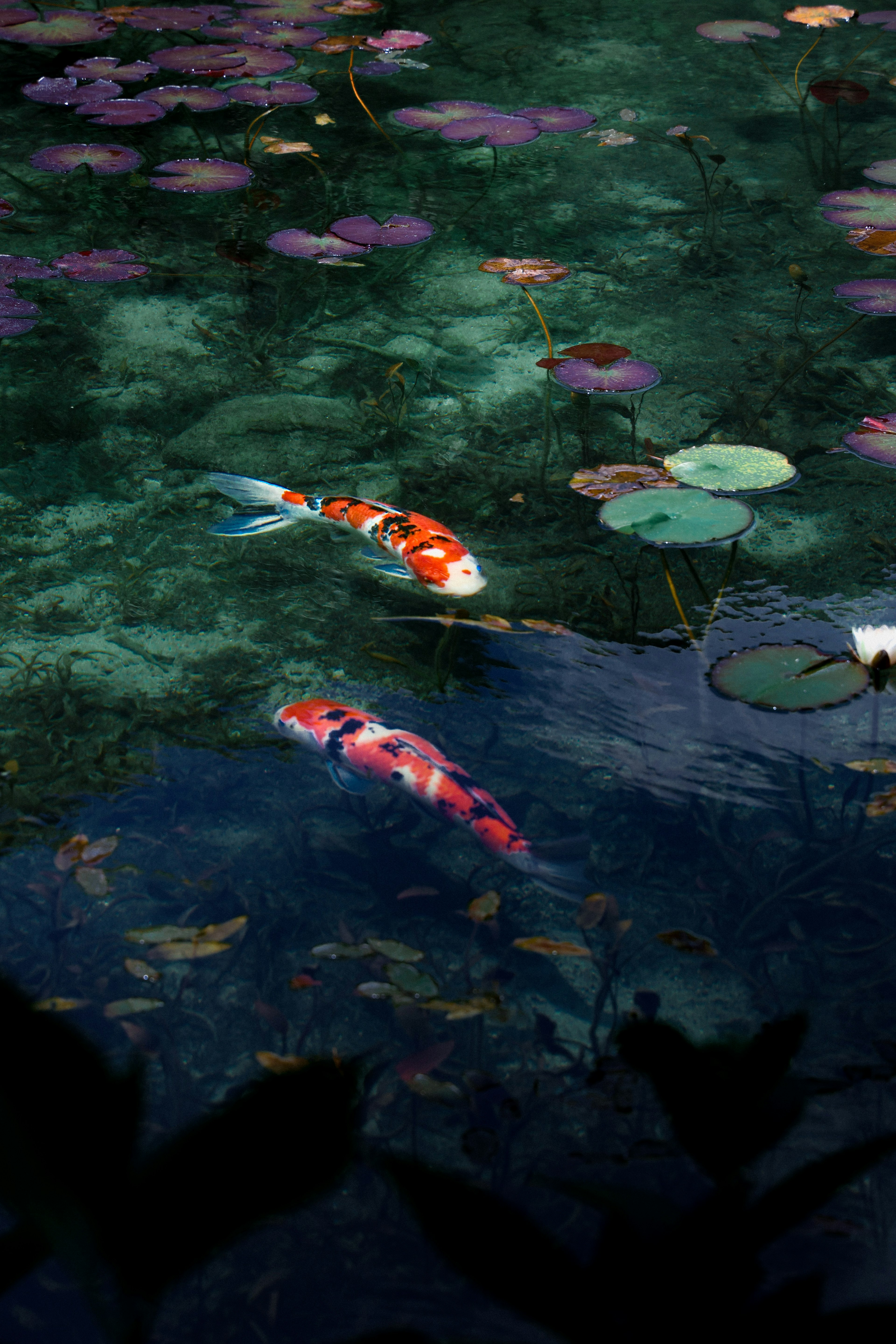 Lebendige Koi-Fische schwimmen zwischen Seerosen in einem ruhigen Teich