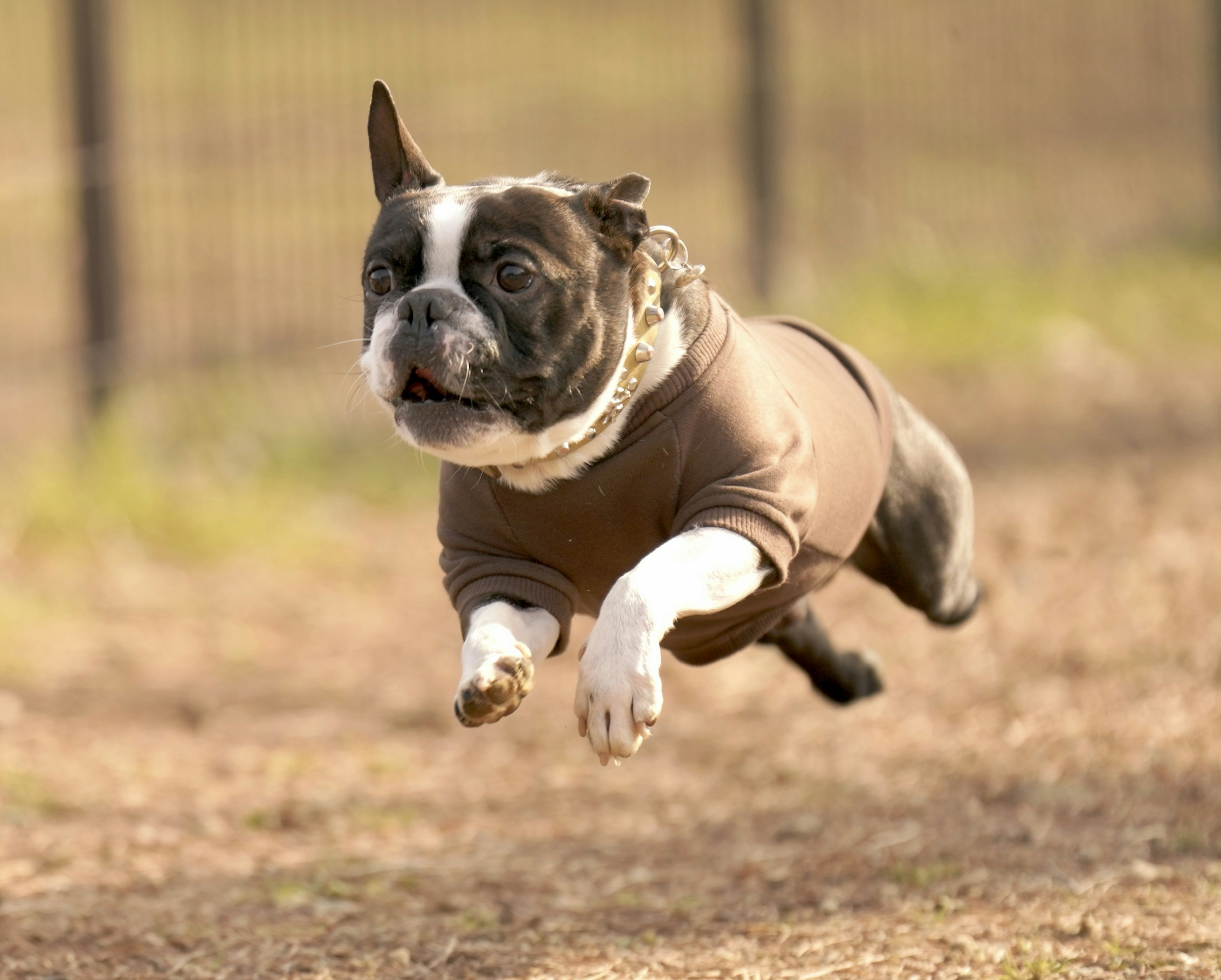 Ein springender französischer Bulldogge in brauner Kleidung