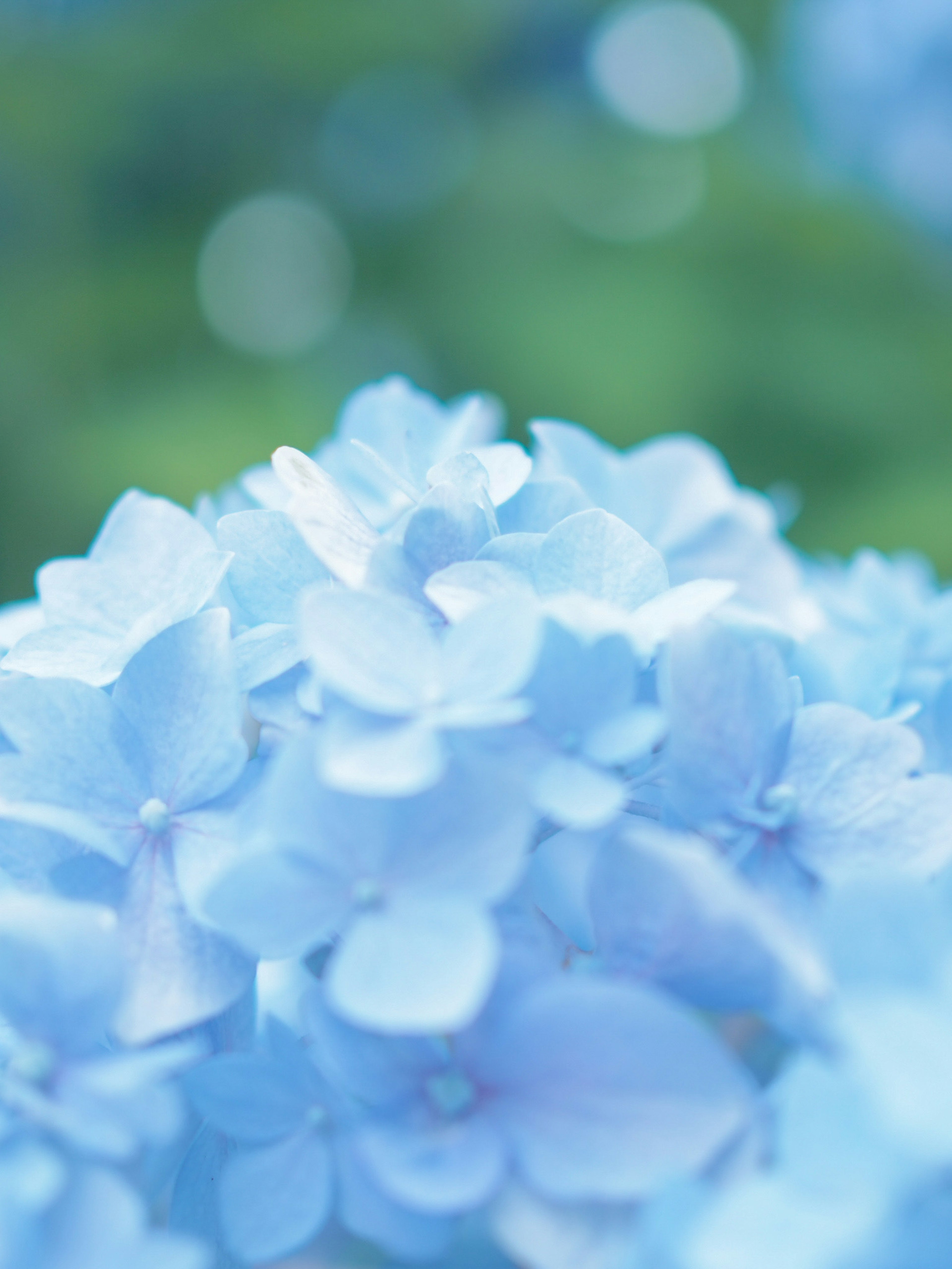 Nahaufnahme von blauen Hortensienblüten mit sanften Farbtönen und verschwommenem Hintergrund