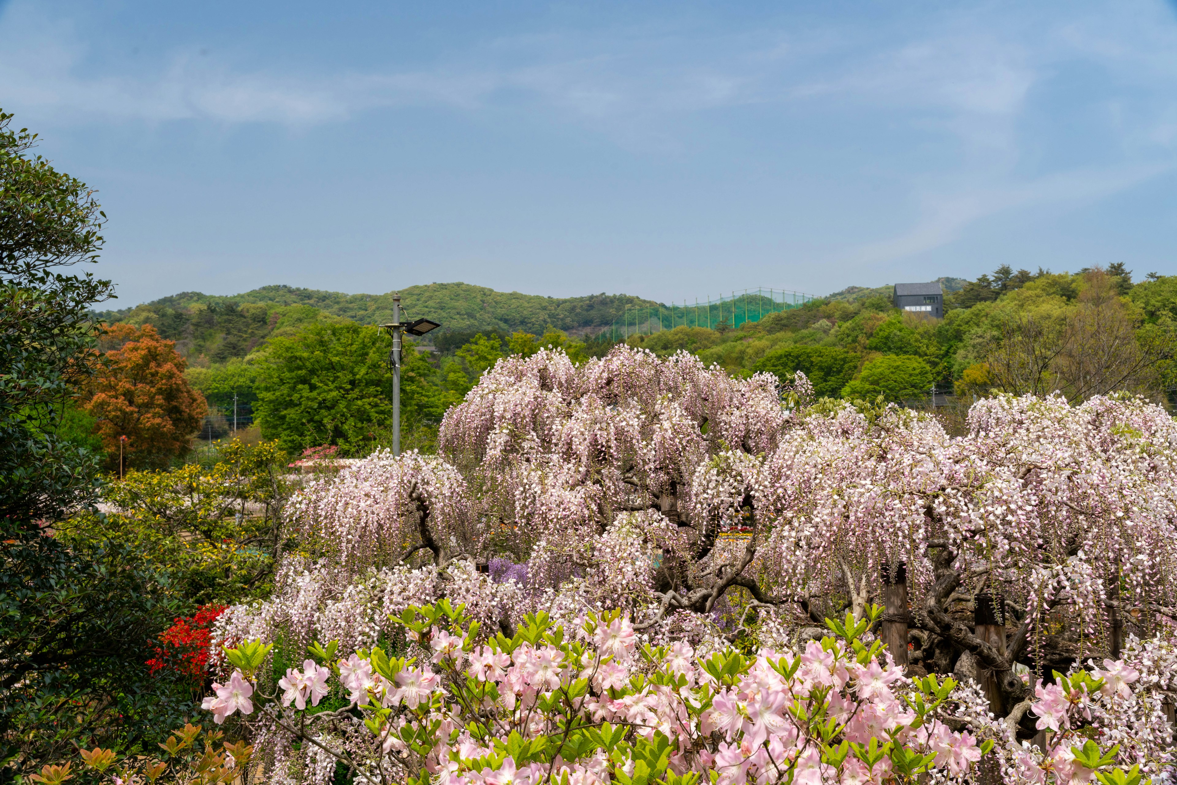 Un hermoso paisaje de jardín con flores de colores en plena floración