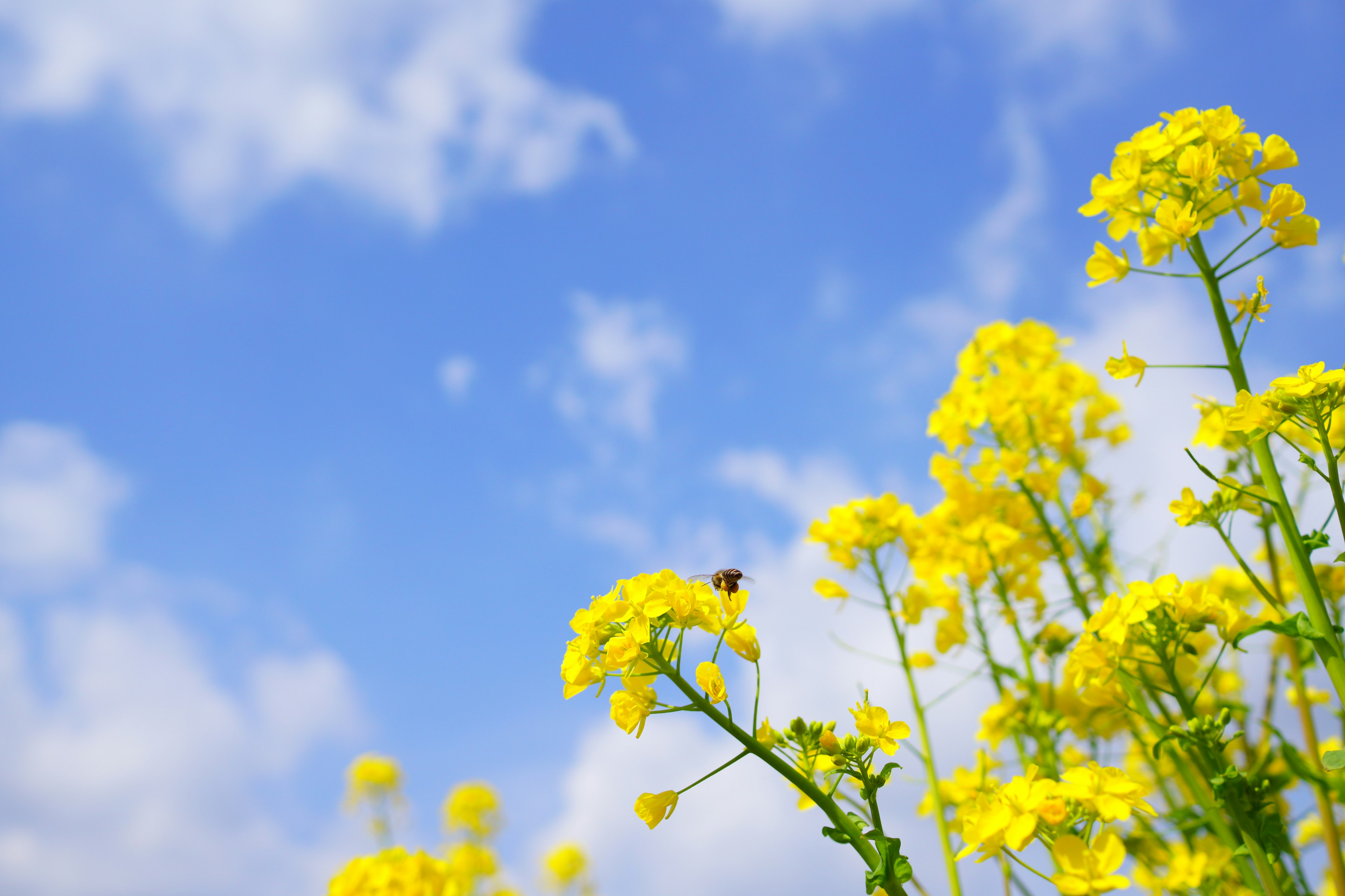 Yellow flowers under a blue sky with clouds