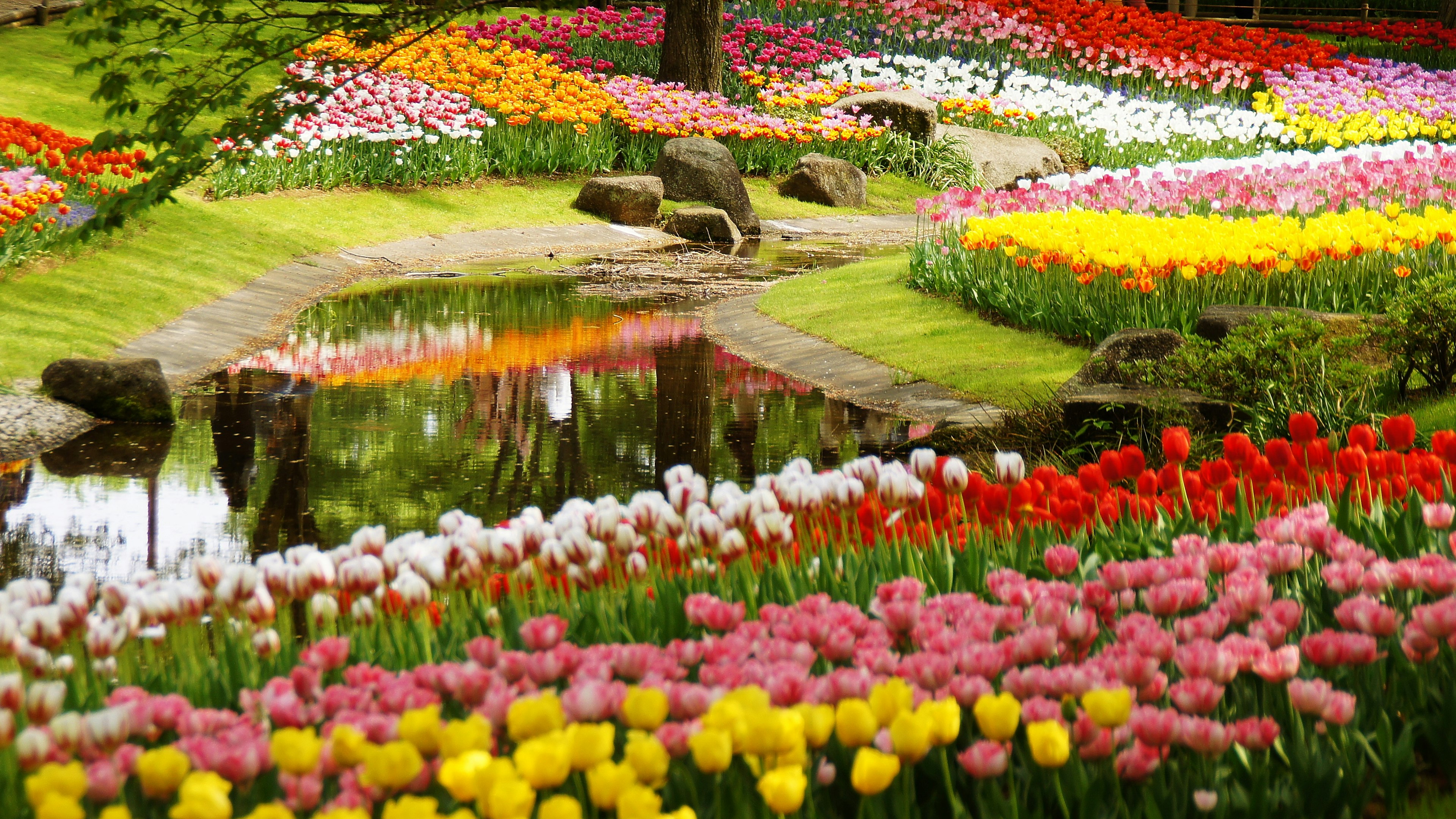 Giardino panoramico con tulipani colorati che fioriscono attorno a uno stagno e pietre