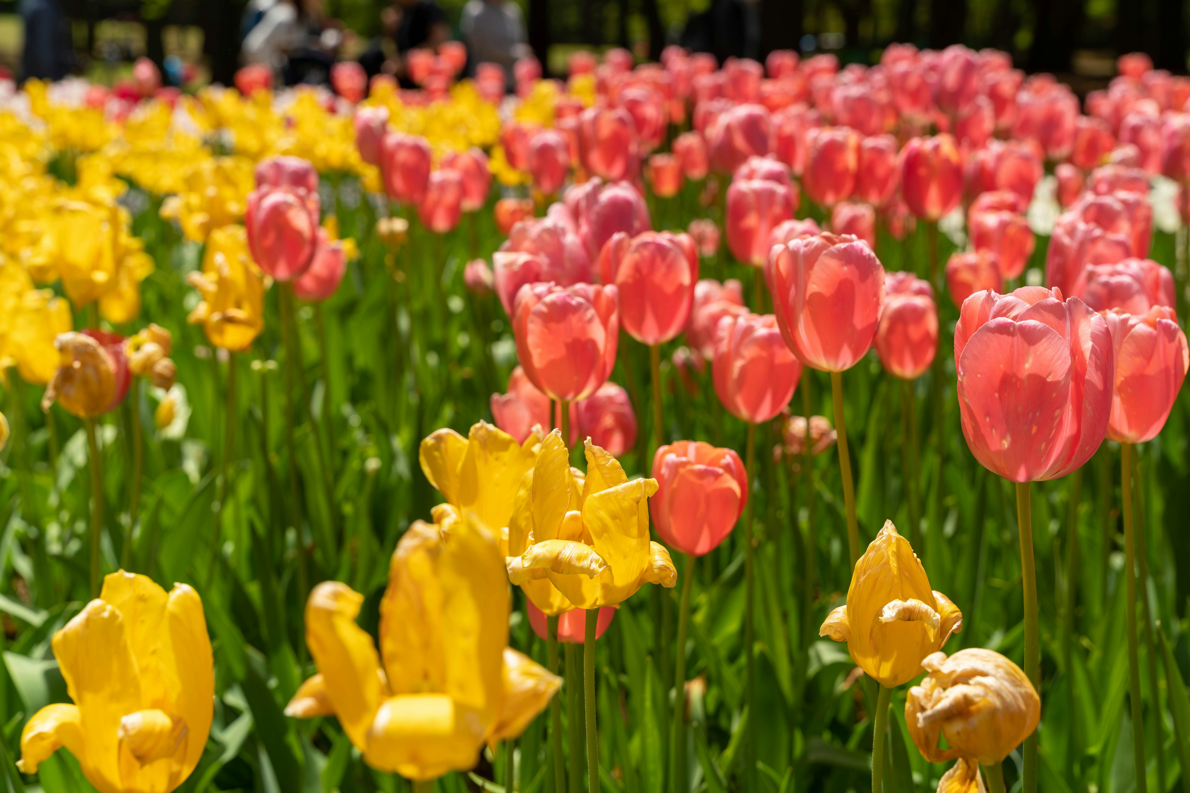 ทุ่งดอกทิวลิปสีสันสดใสที่มีดอกไม้สีชมพูและสีเหลือง