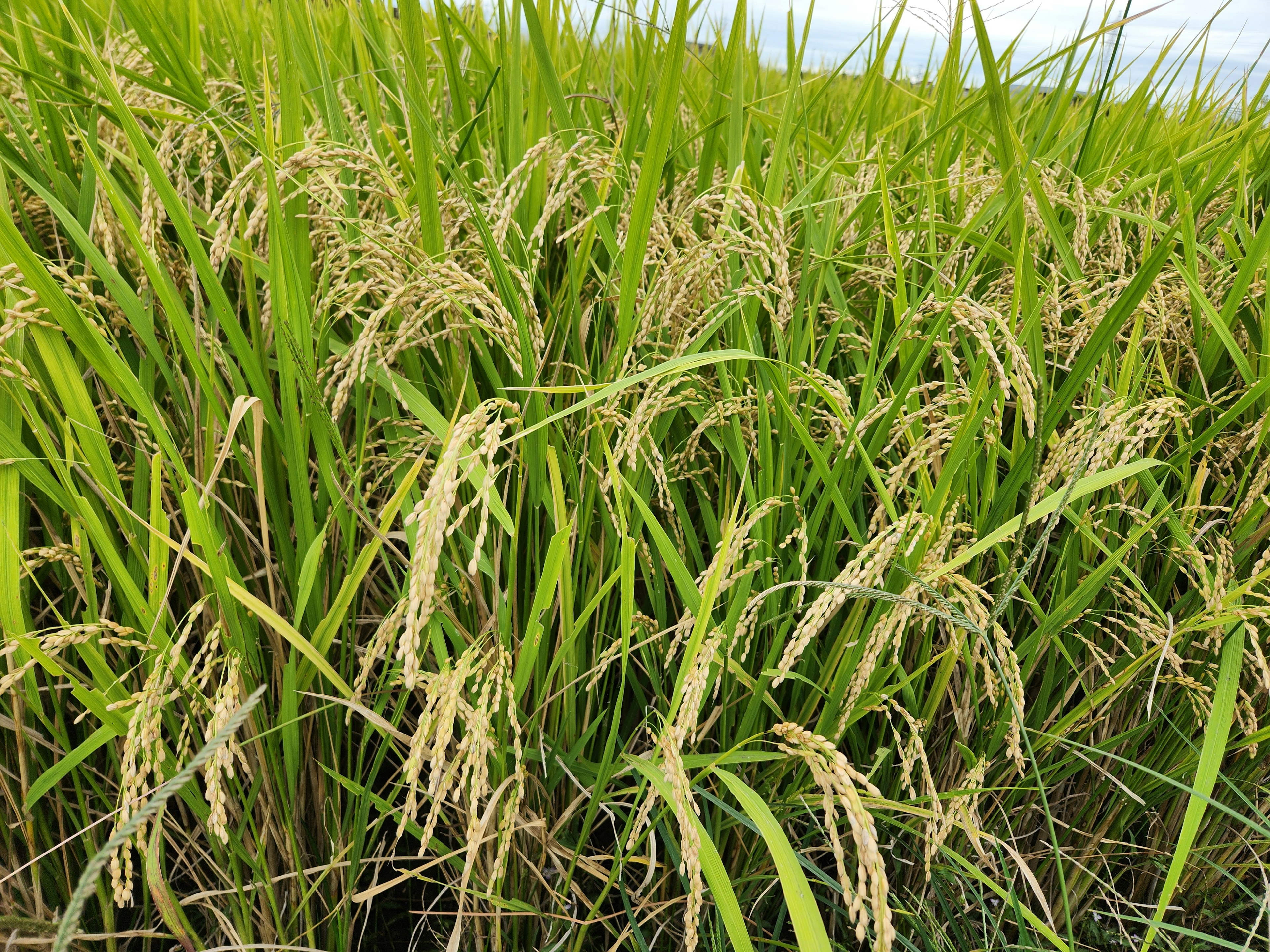 緑の稲穂が風に揺れる田んぼの風景