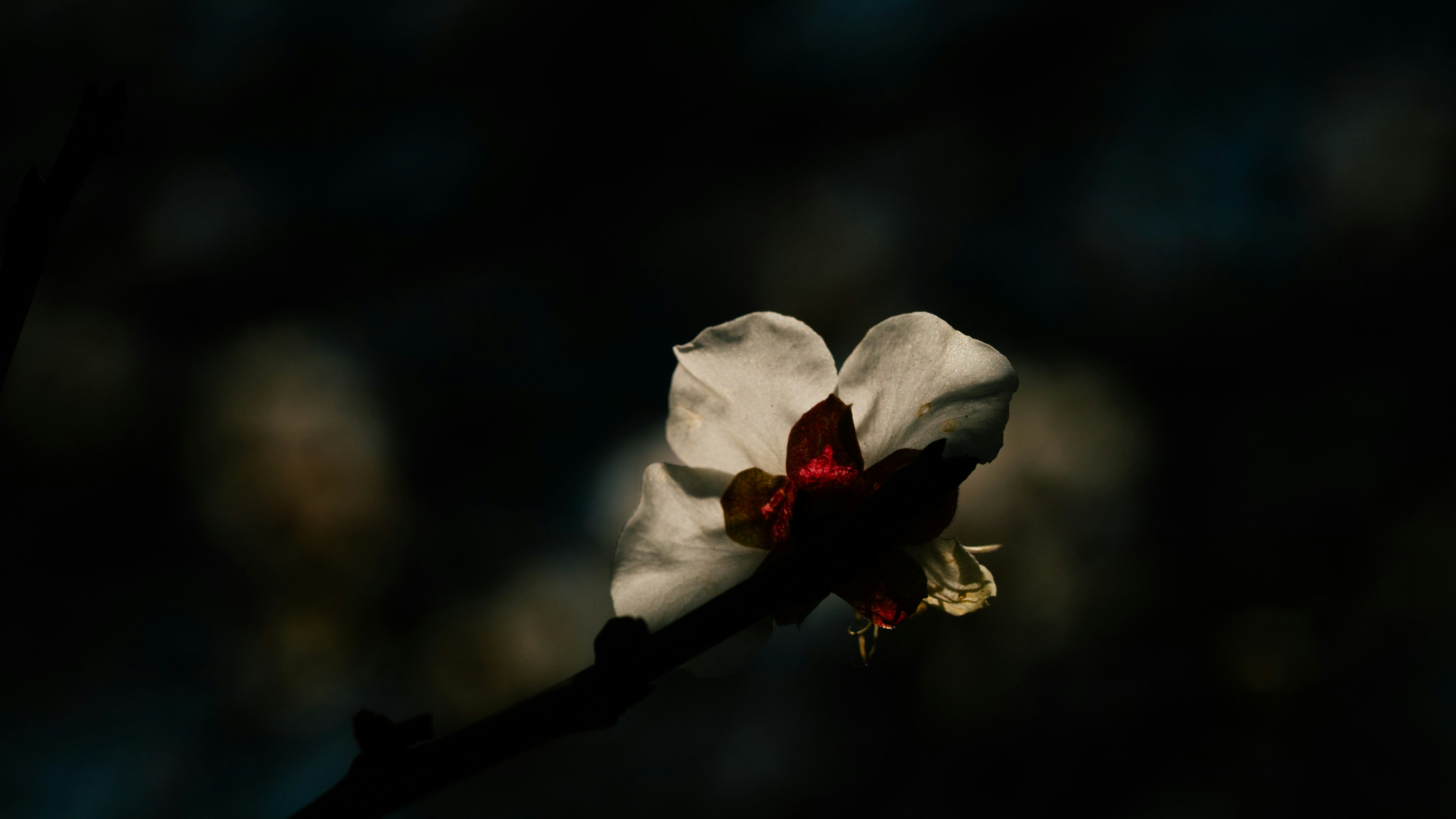 Une fleur blanche avec un centre rouge sur fond sombre