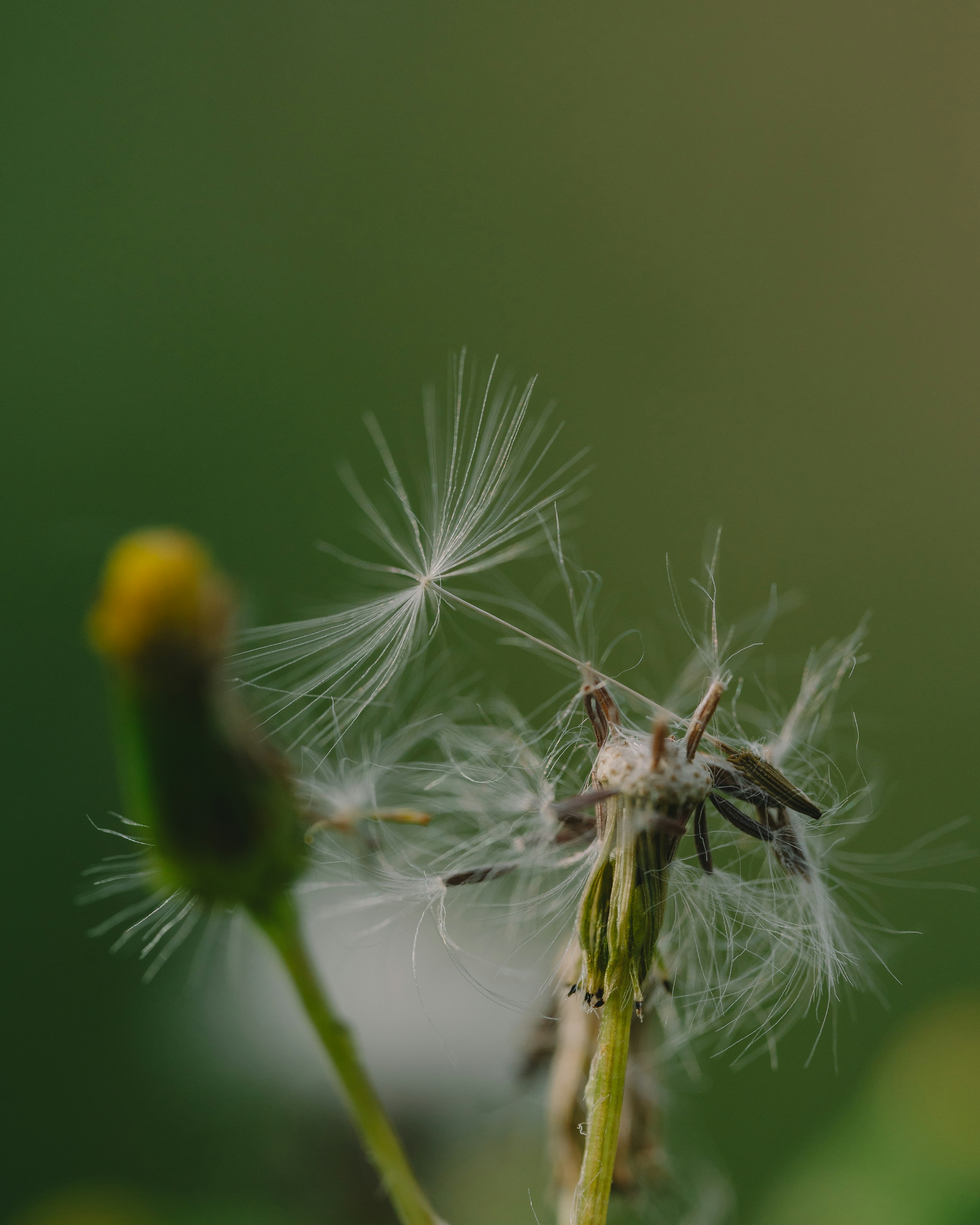 Gros plan d'une fleur avec du duvet de pissenlit sur un fond vert flou