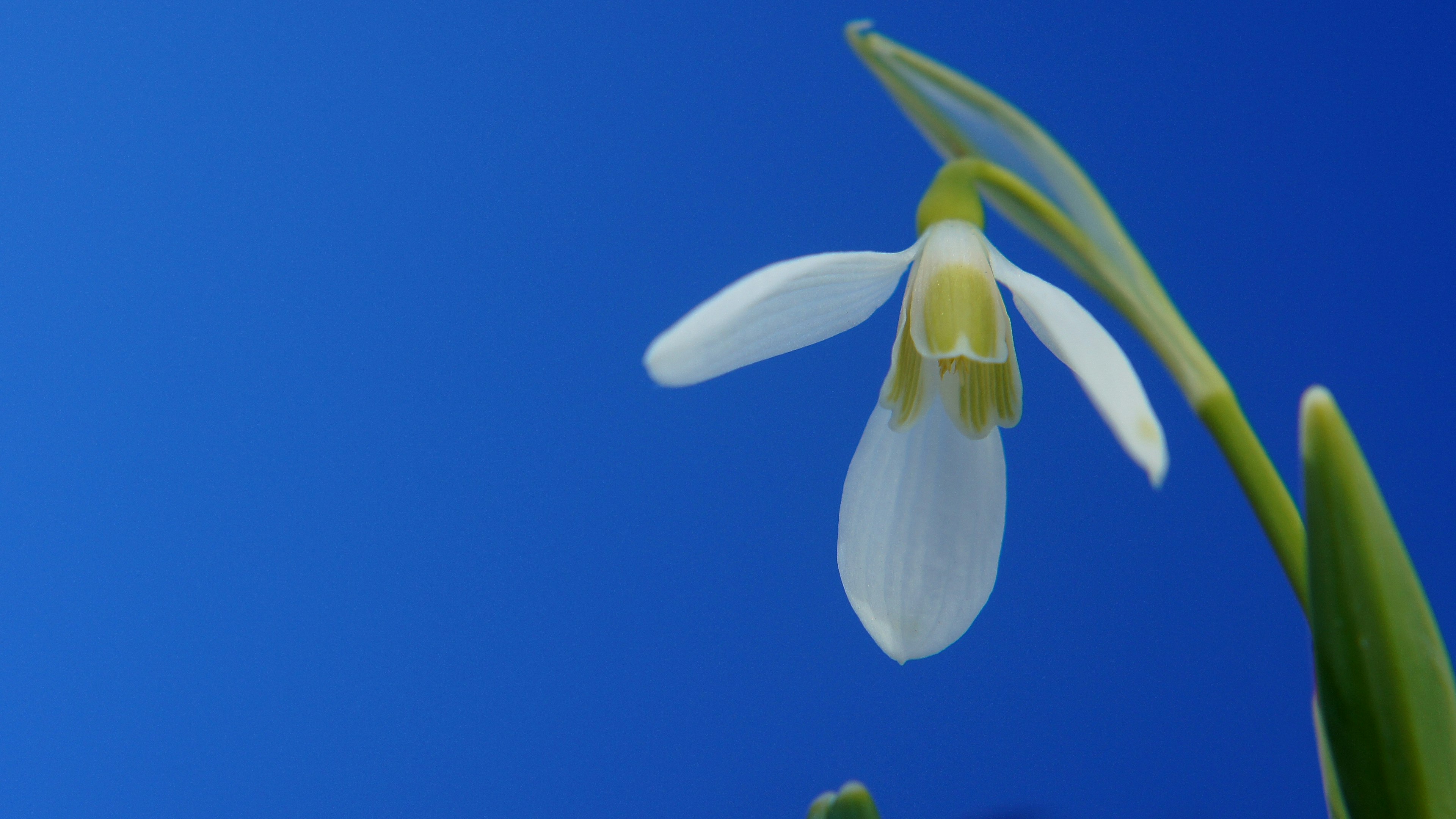 Nahaufnahme einer Schneeglöckchenblüte vor blauem Hintergrund