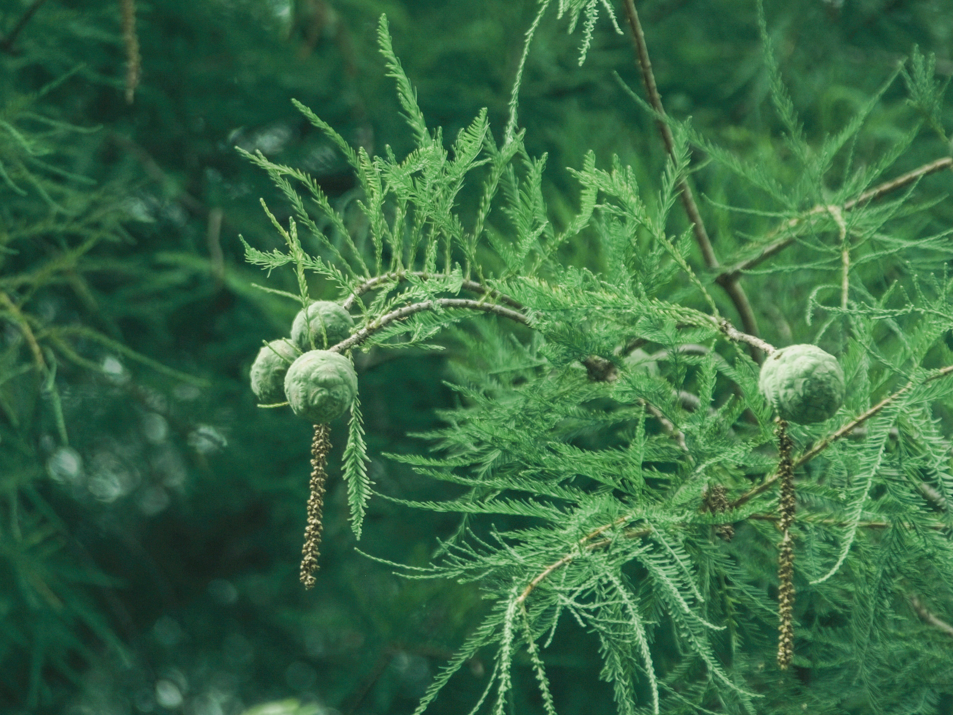 Zweig mit grünen Blättern und sphärischen Knospen