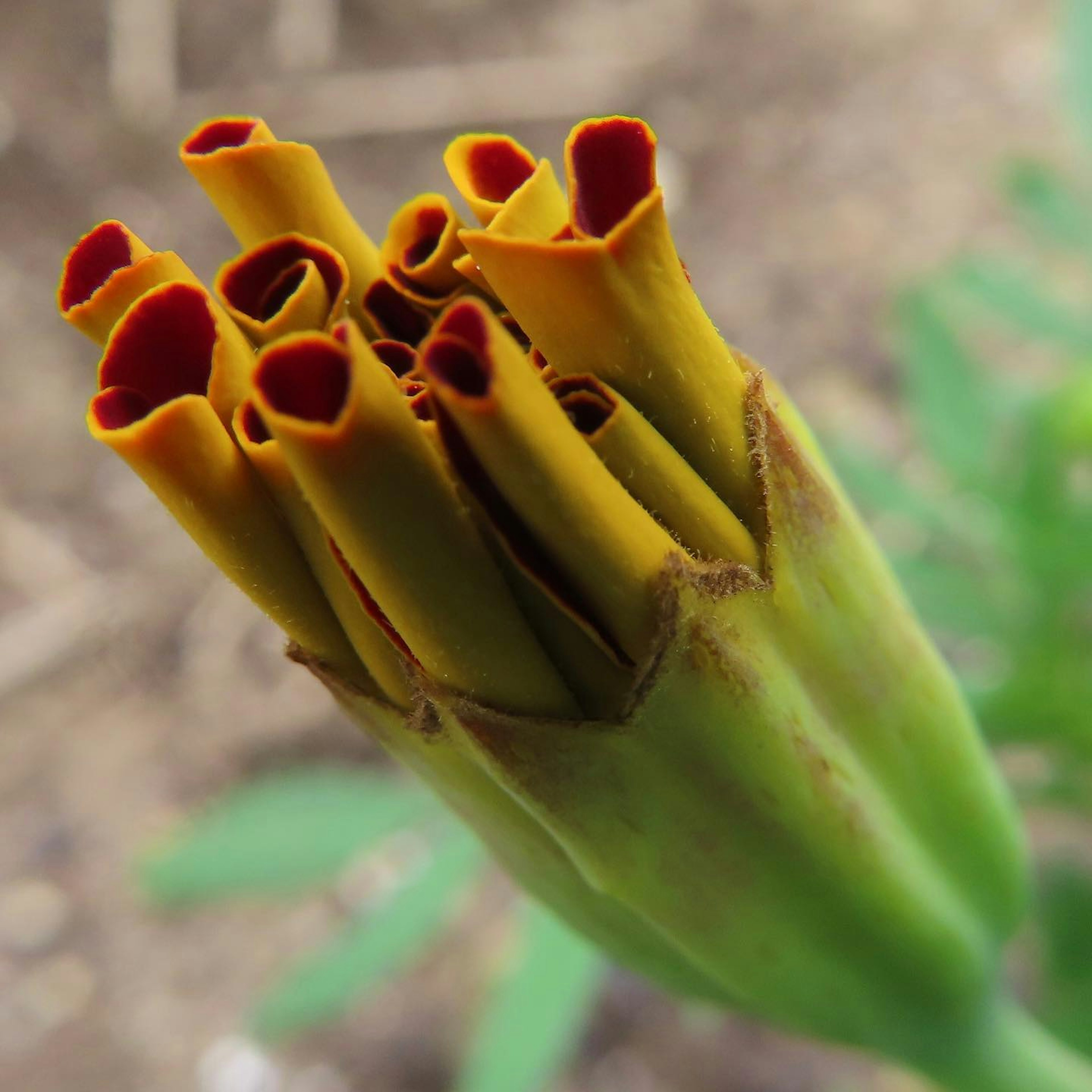 Close-up of a marigold bud with vibrant orange petals