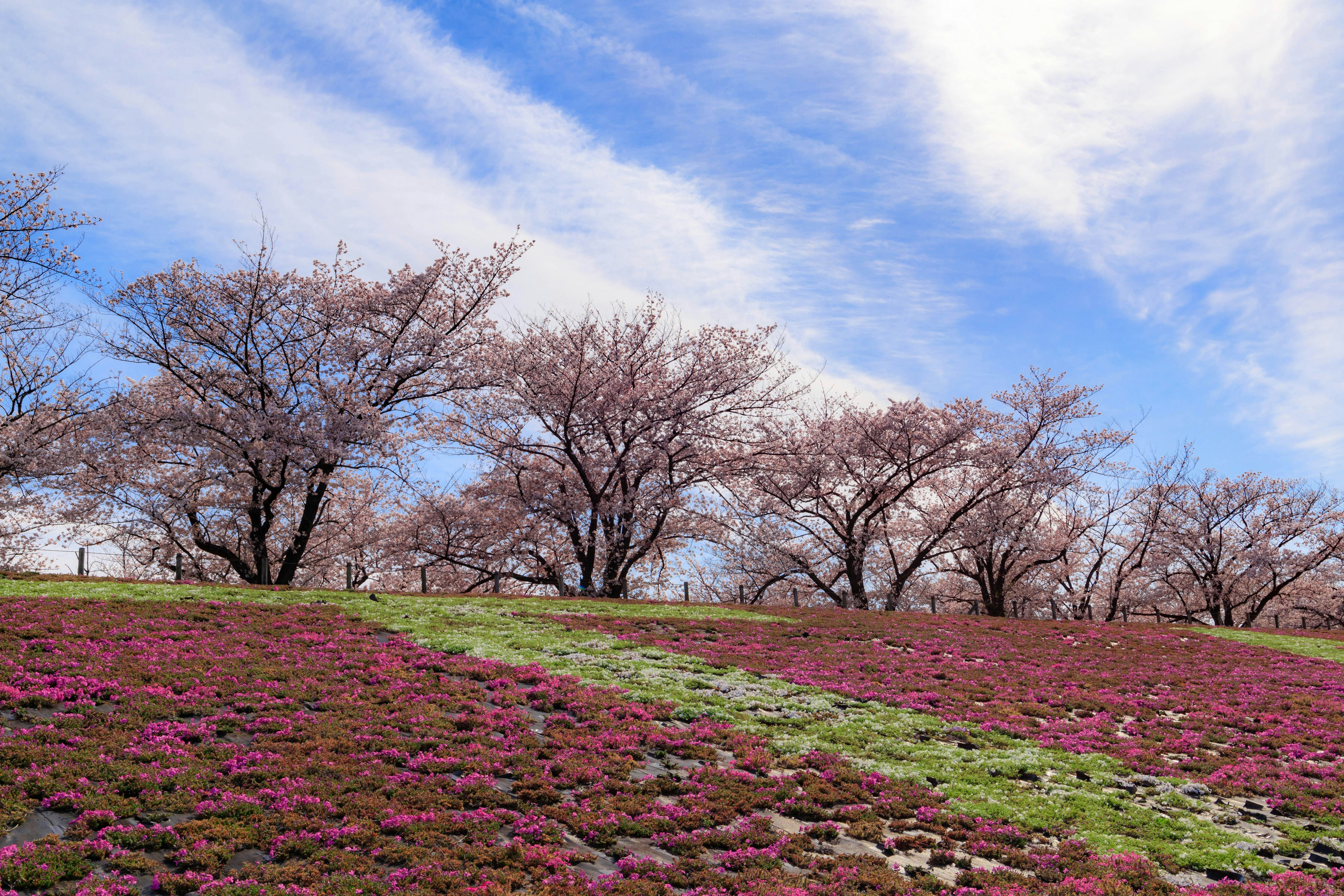 Paesaggio con alberi di ciliegio e campi fioriti vivaci