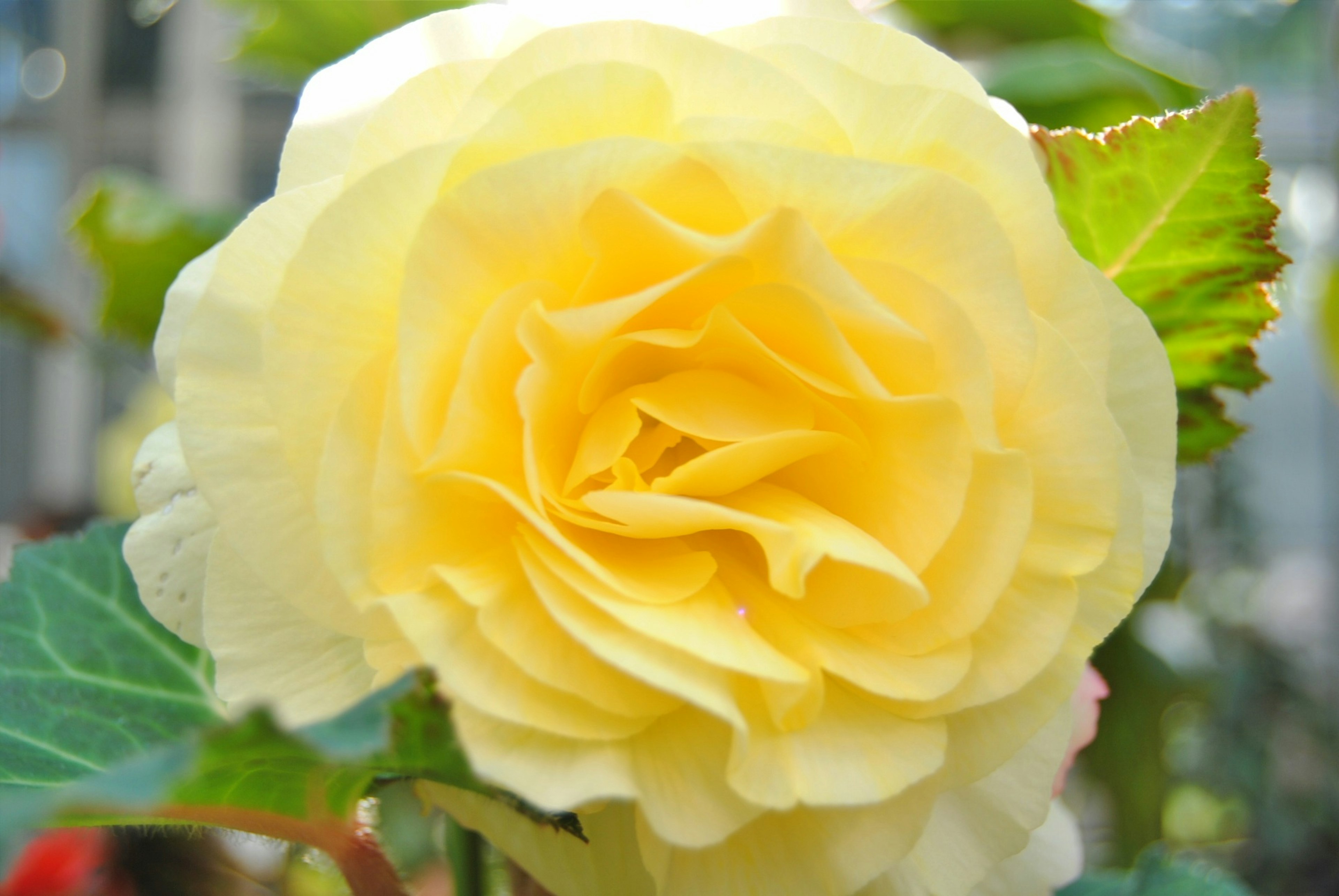 Une rose jaune vibrante en pleine floraison