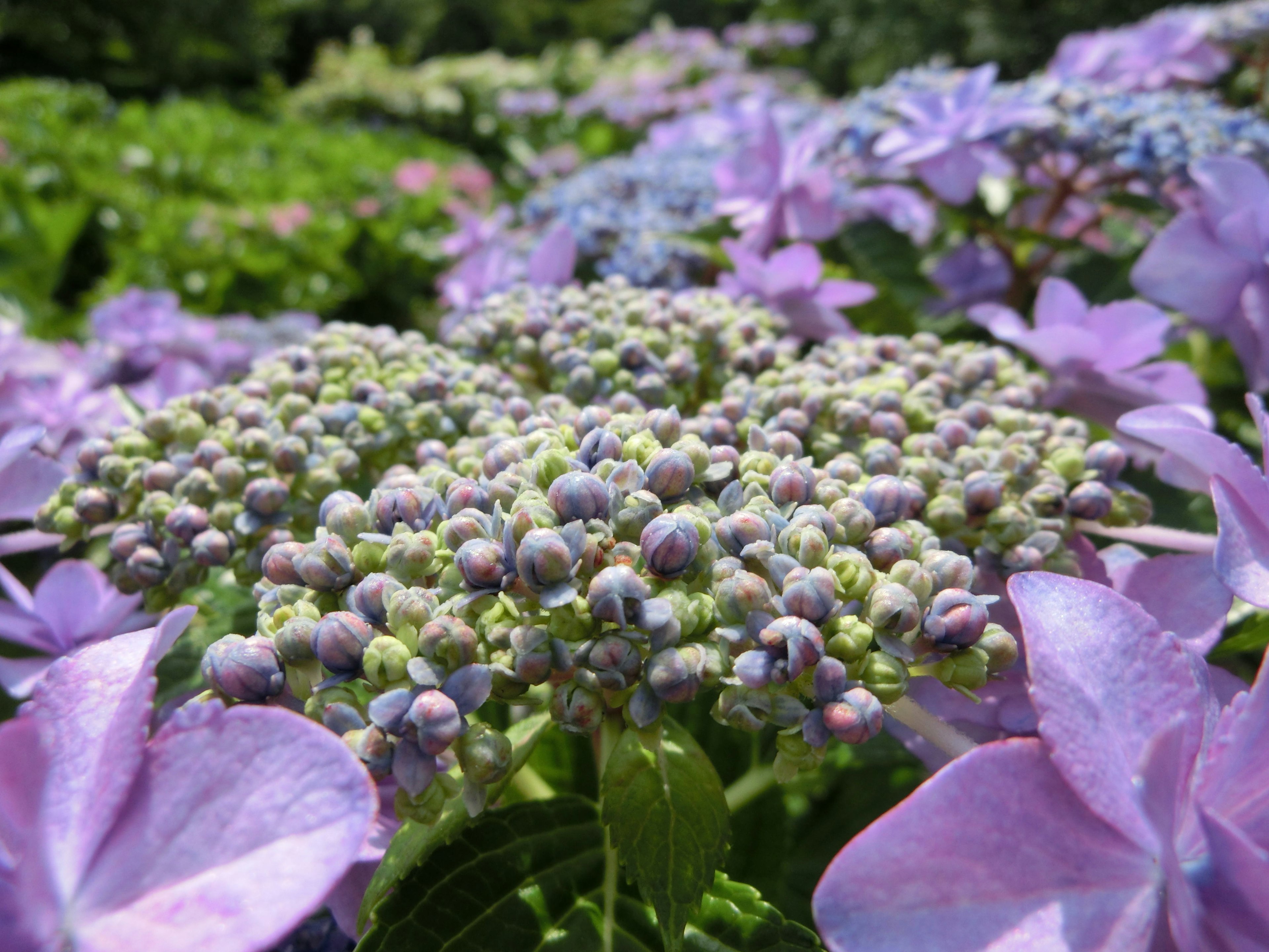 Close-up of beautiful hydrangea with clusters of purple flowers and buds