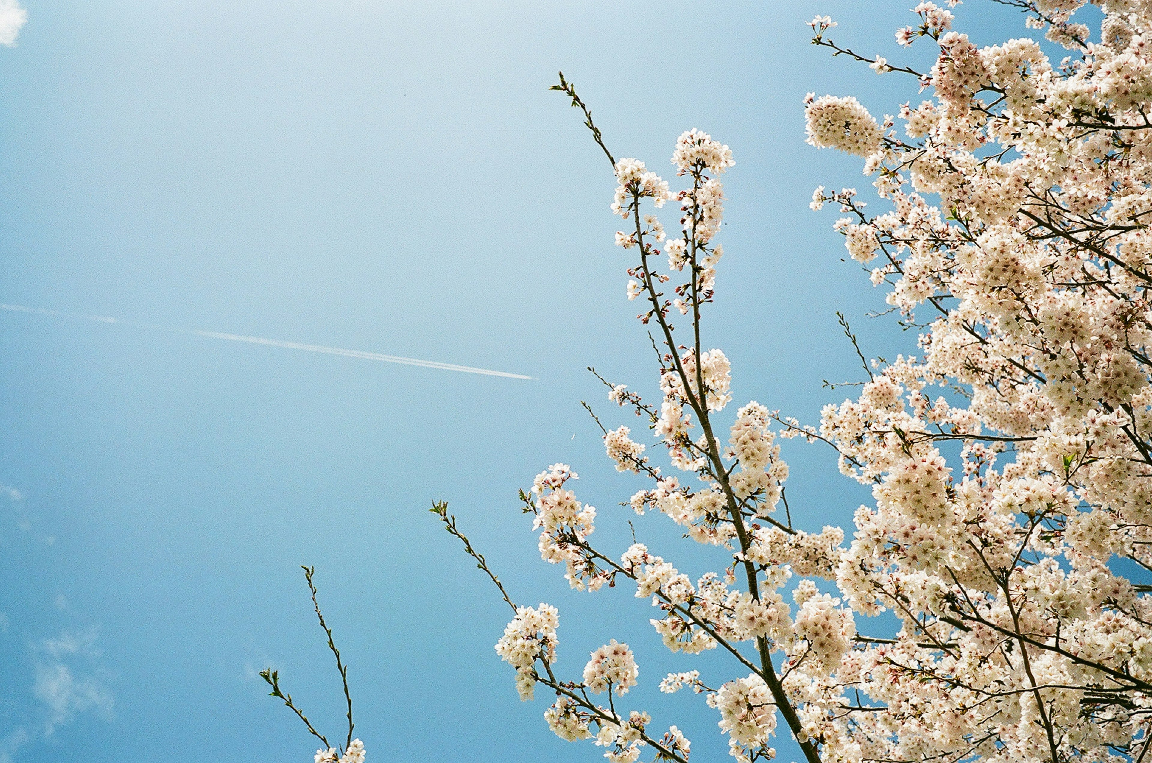 Branches of white flowers against a blue sky