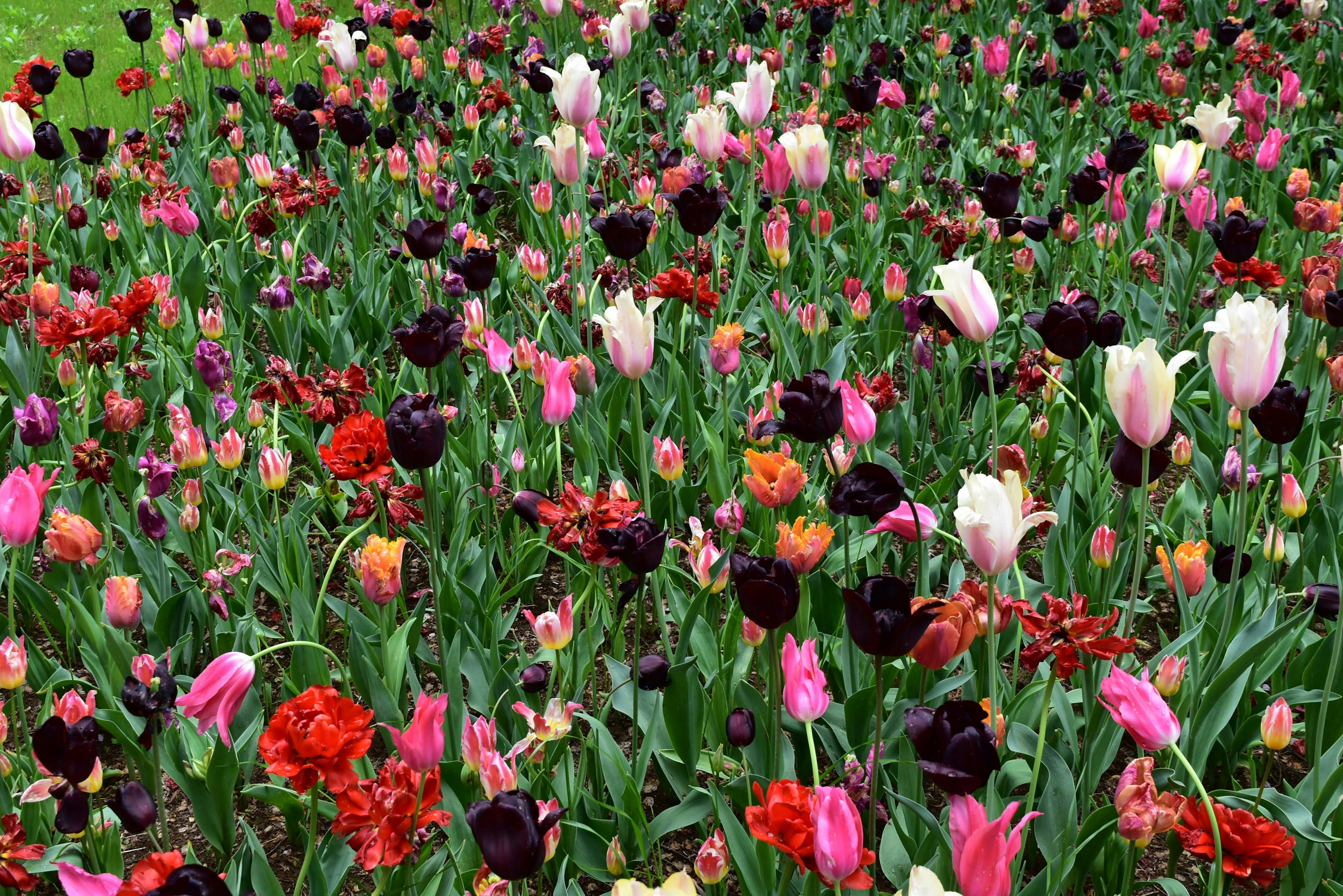 Un beau champ de fleurs avec des tulipes colorées en pleine floraison