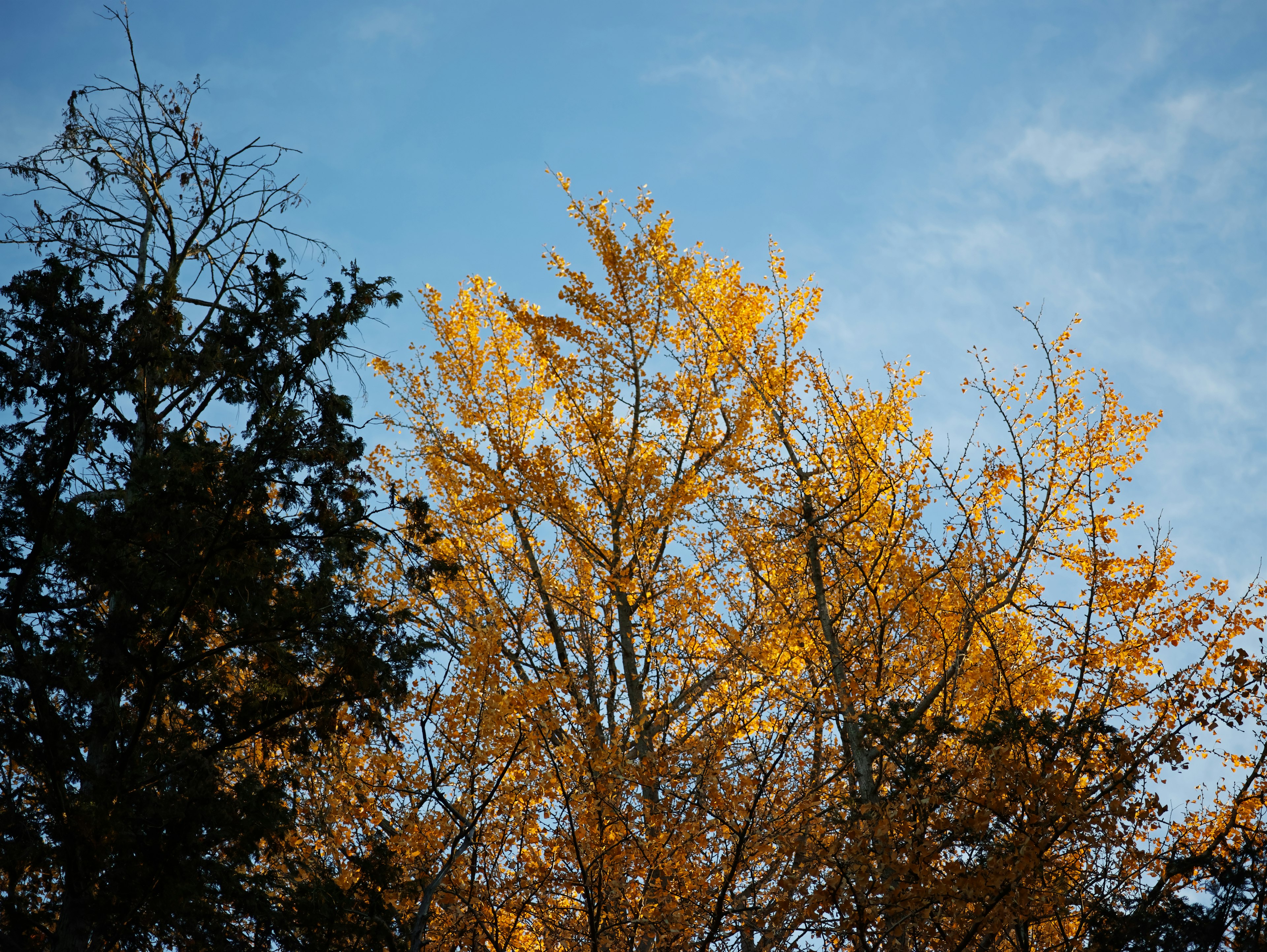 Hojas doradas contra un cielo azul claro con siluetas de árboles oscuros