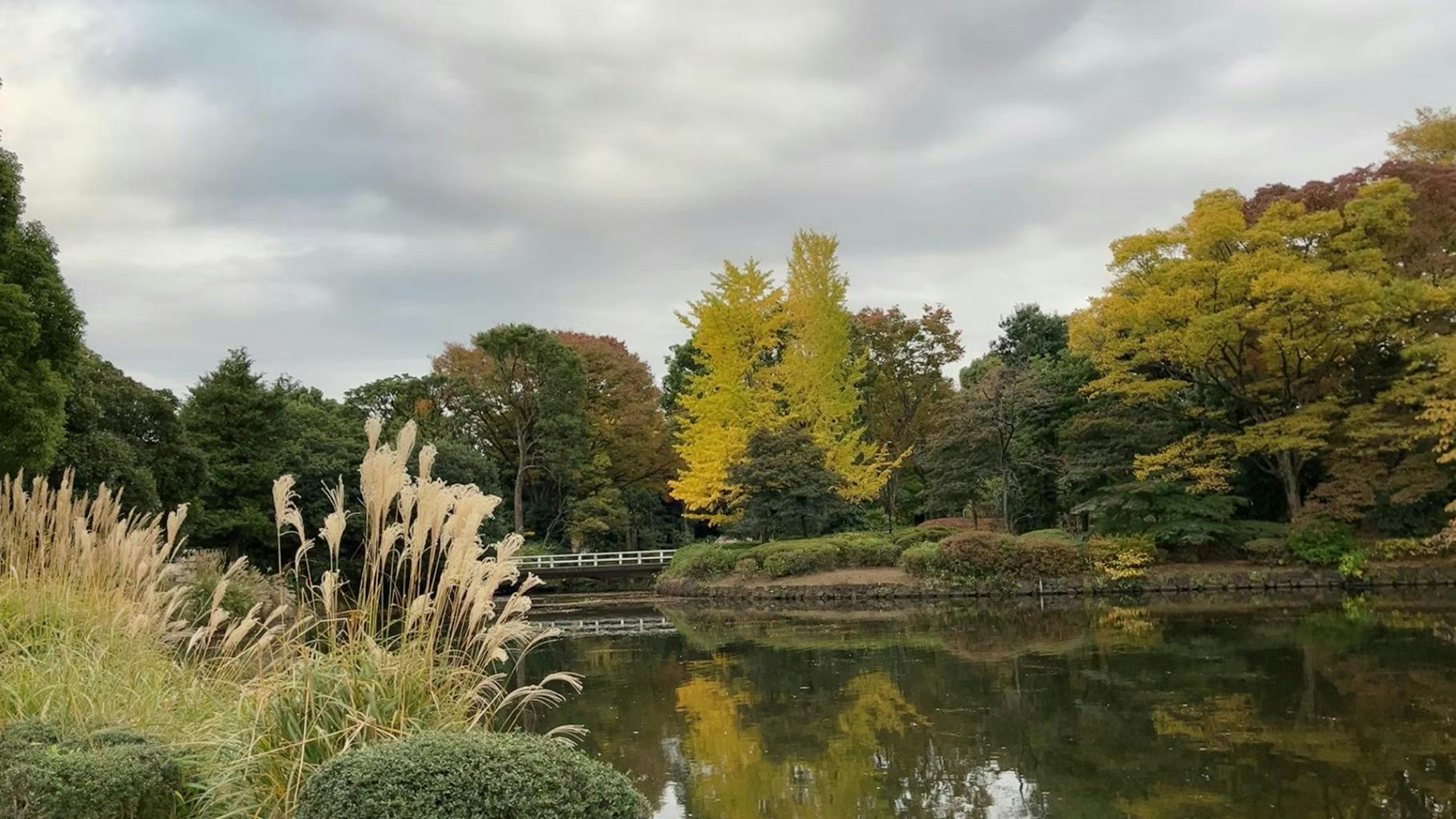 Paisaje otoñal alrededor de un estanque con árboles amarillos y hierba reflejada