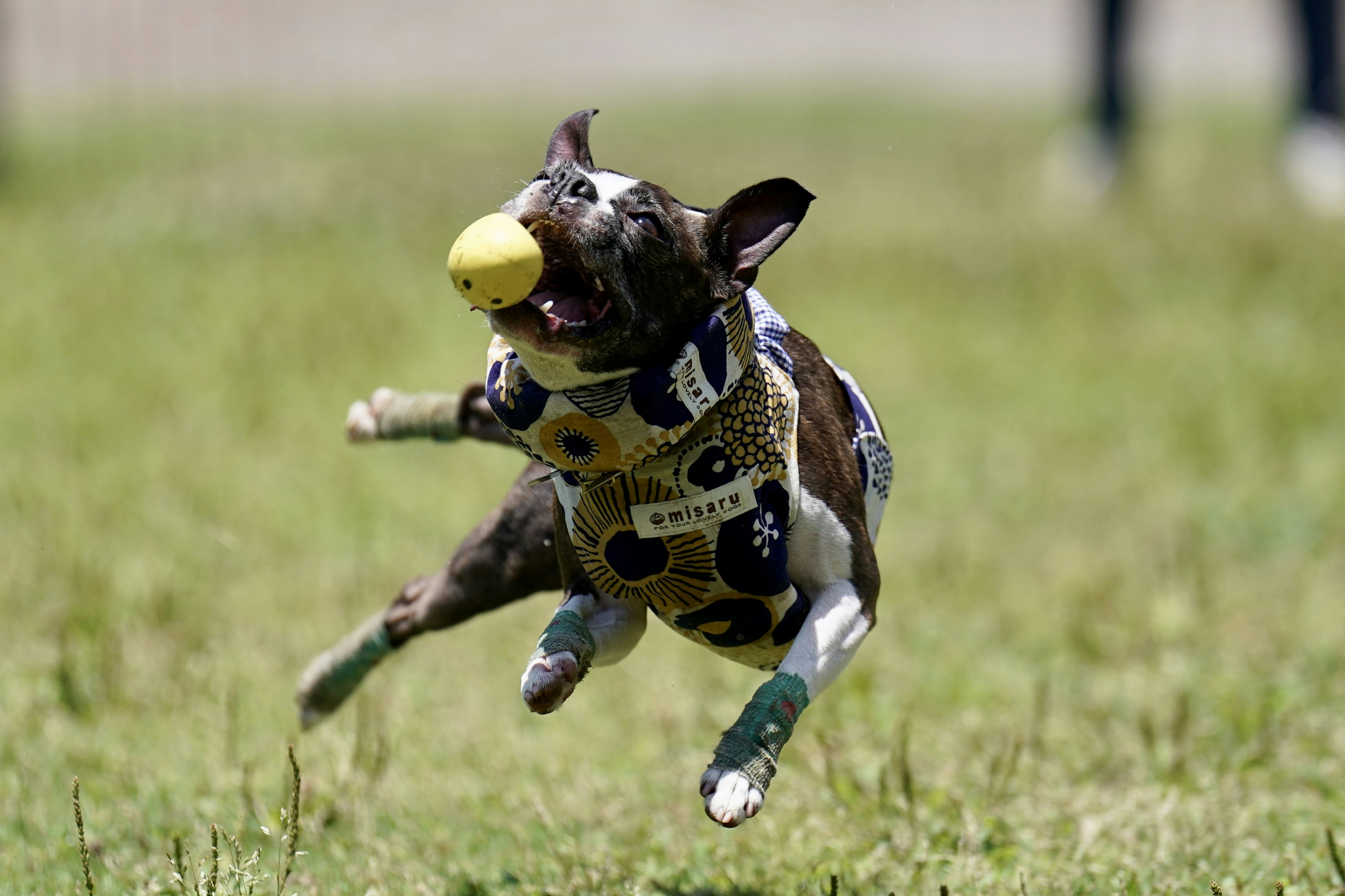 Seekor anjing melompat dengan gembira mengejar bola kuning