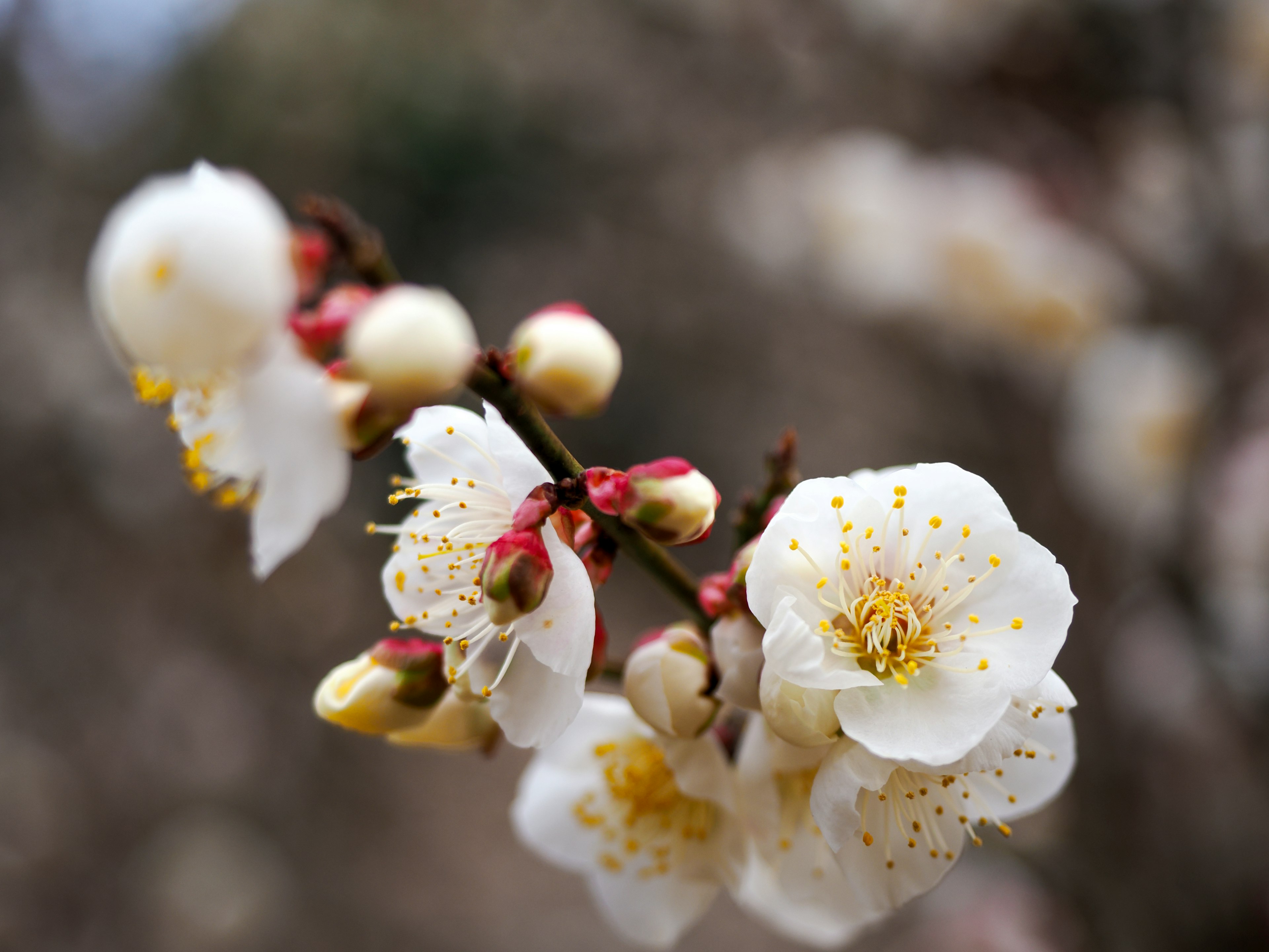 白花和花苞的枝条特写