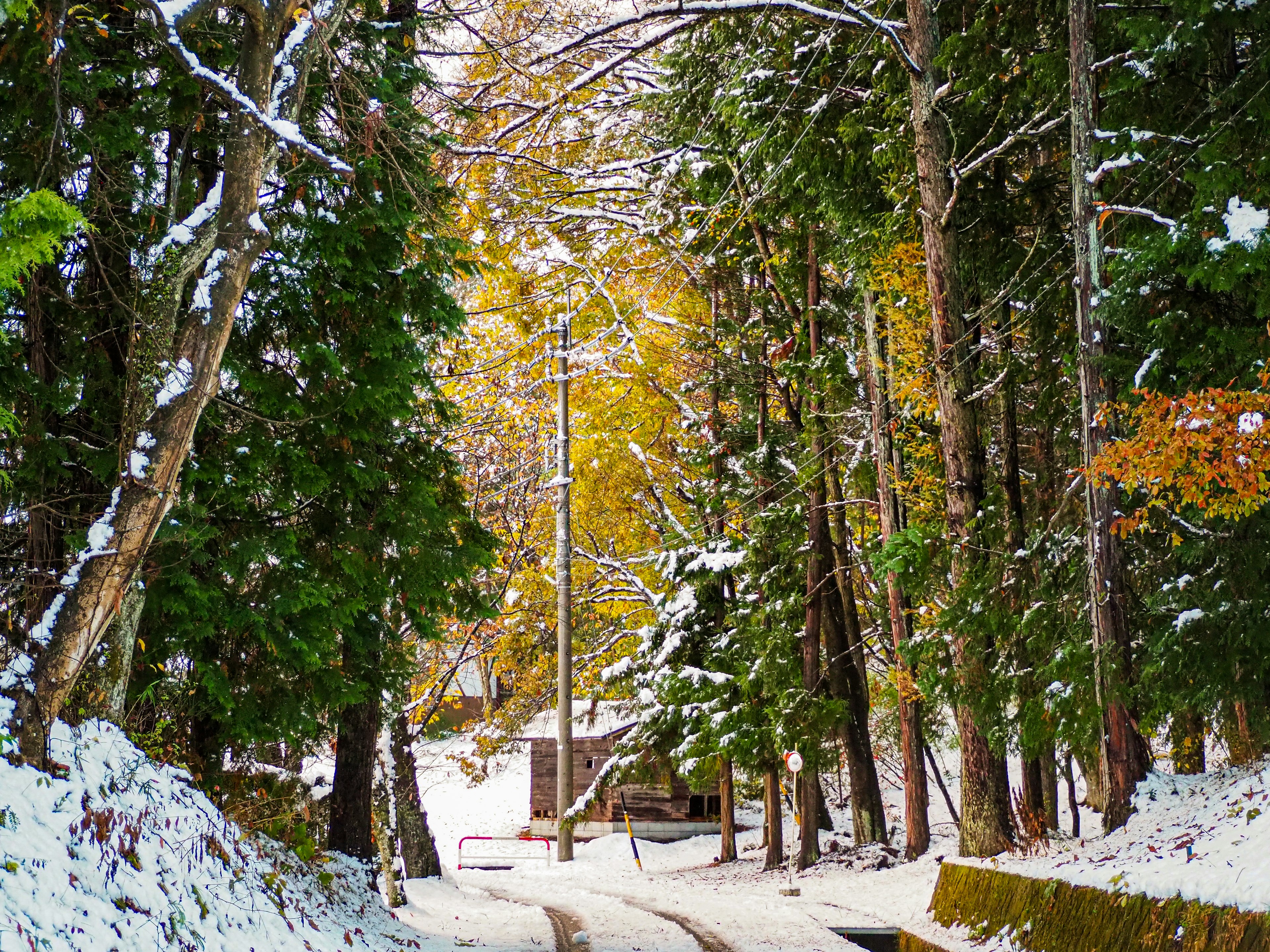 Snow-covered forest path with yellow trees