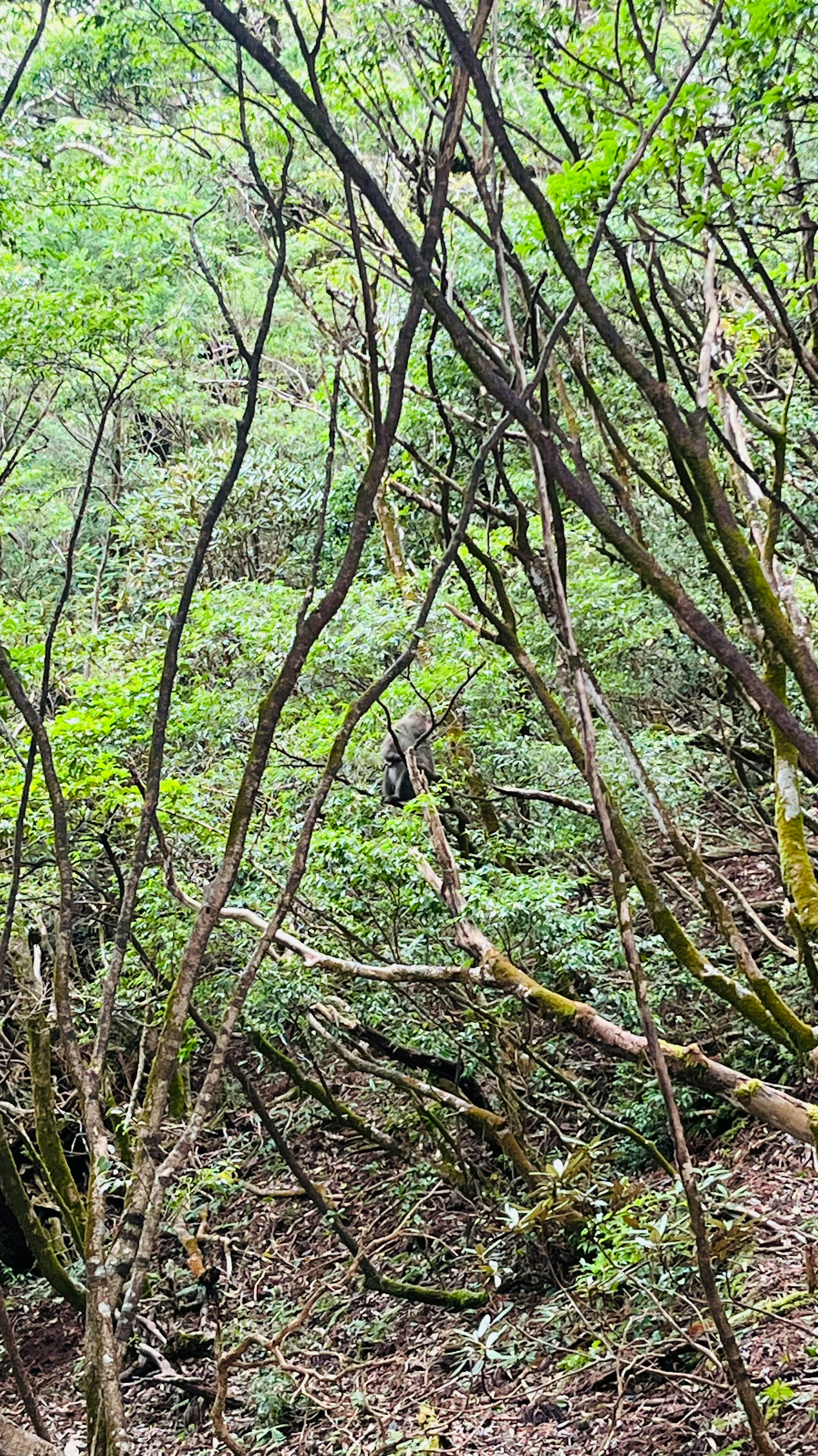 森林の中の細い木の枝と緑の葉が広がる風景