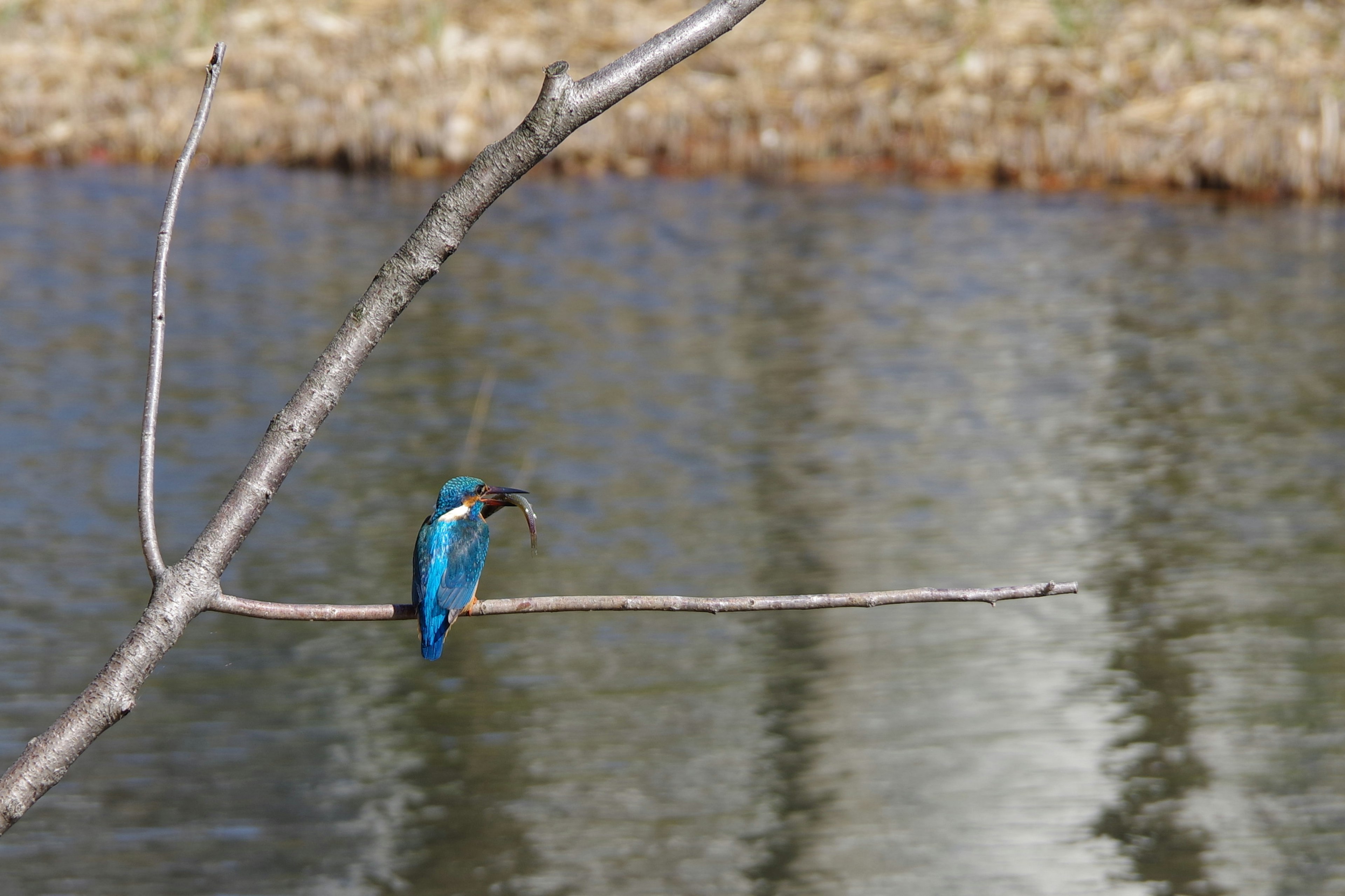 A kingfisher with blue feathers perched on a branch