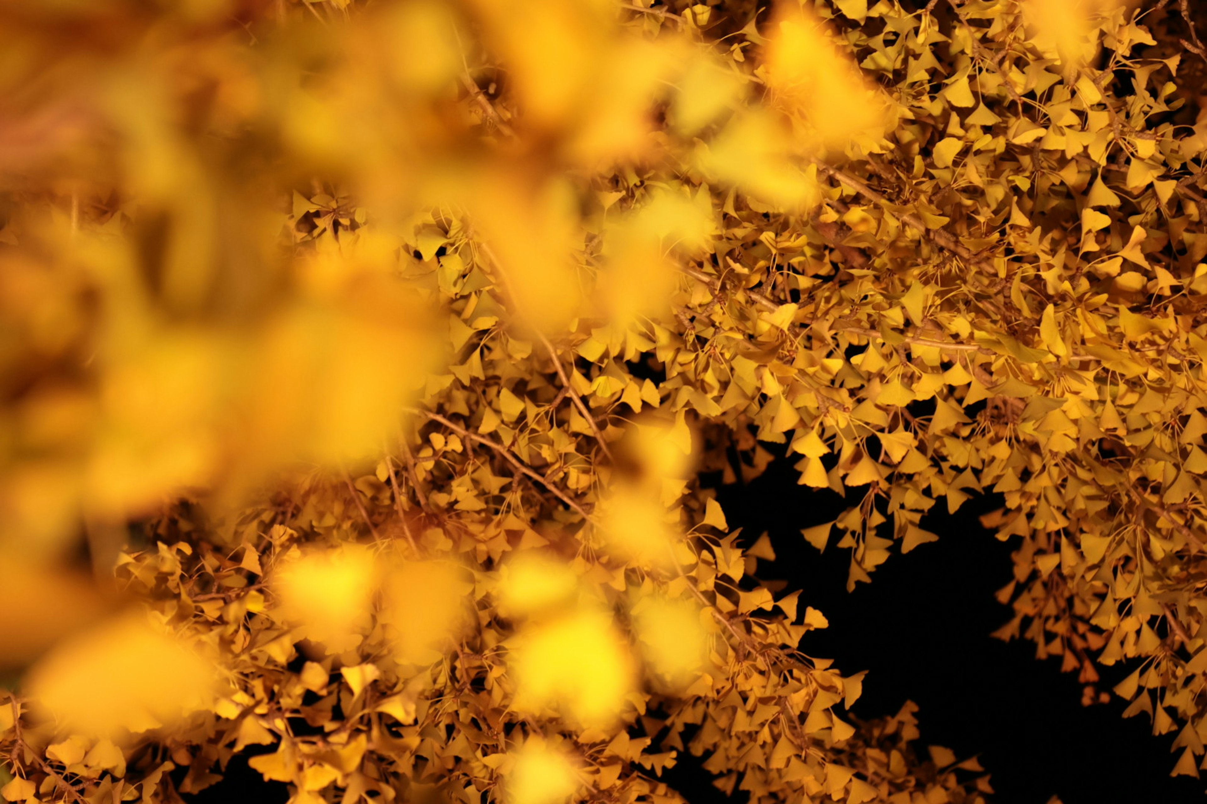 Vibrant yellow ginkgo leaves illuminated at night