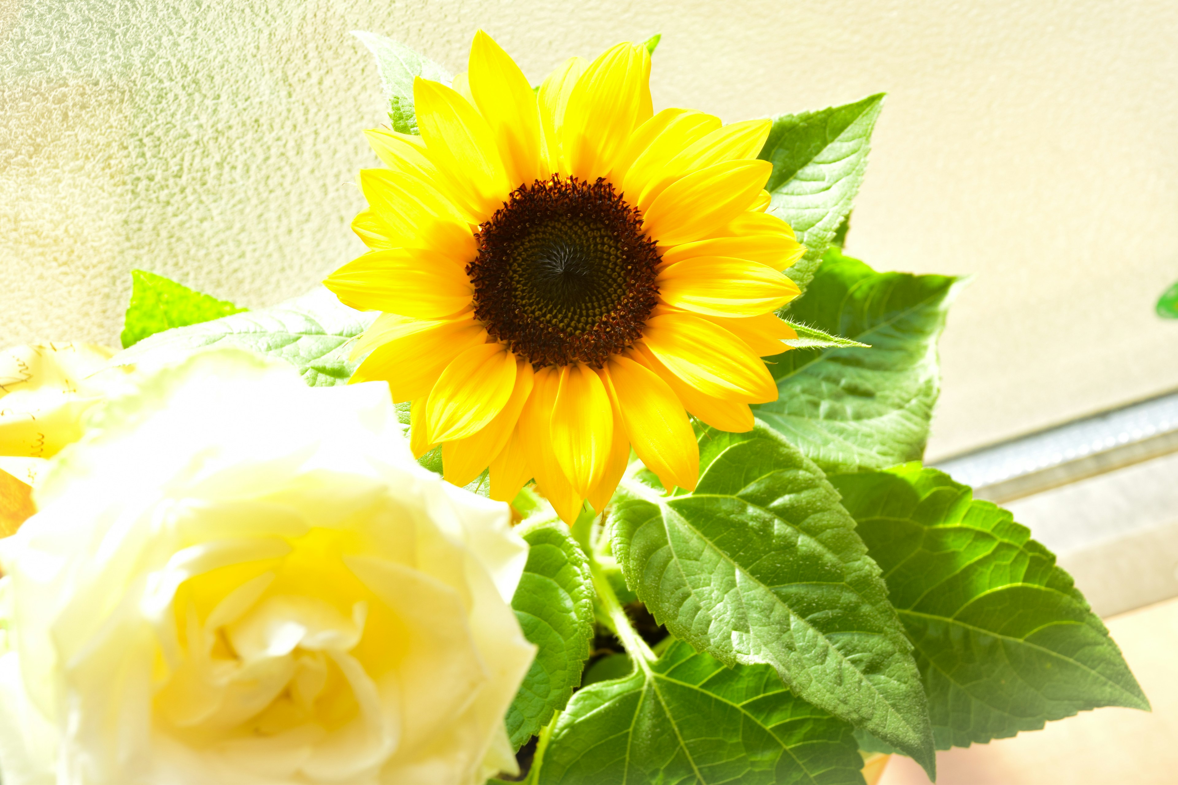 Girasole luminoso con un bouquet di rose bianche