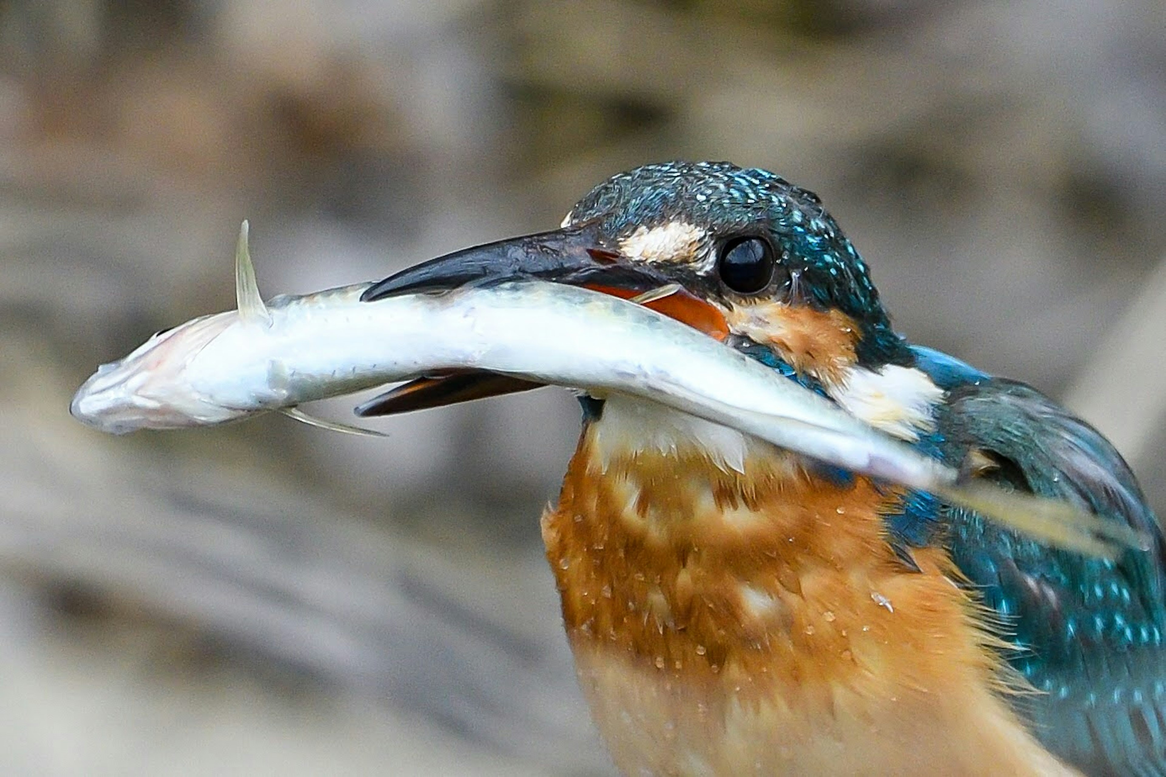 魚をくわえたカワセミのクローズアップ写真