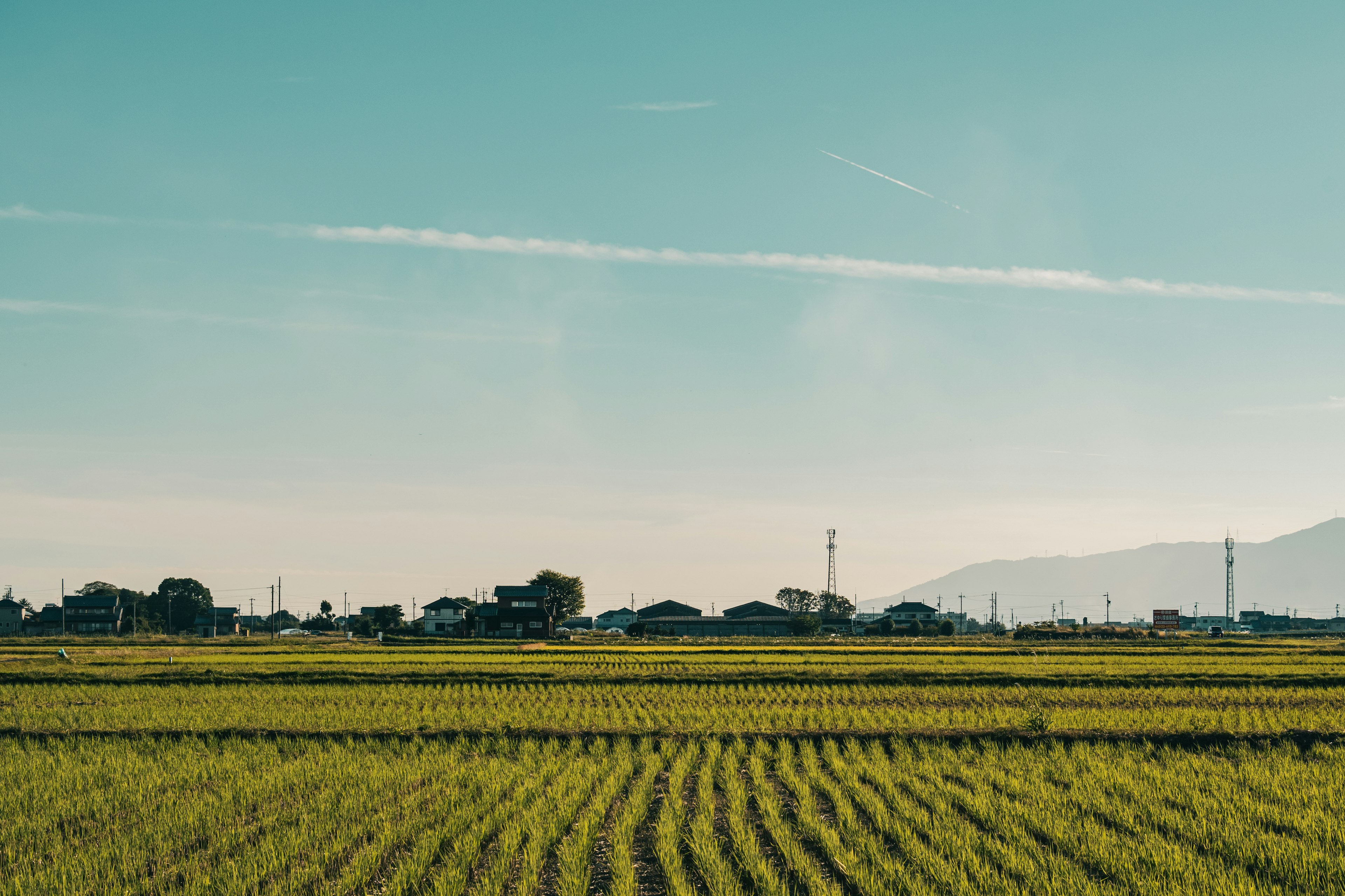 Champs de riz sous un ciel bleu clair avec des maisons rurales