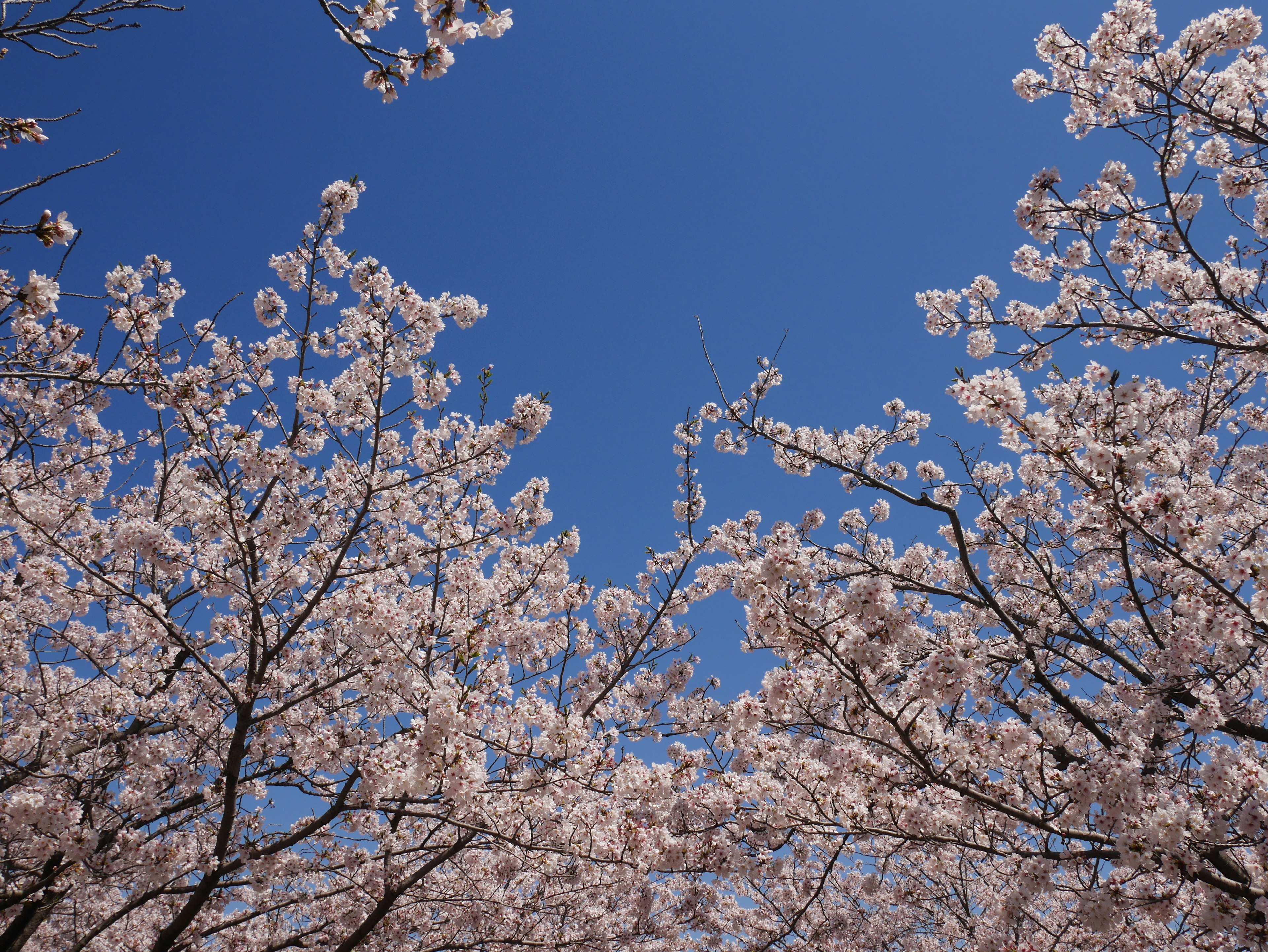 Bunga sakura mekar penuh di bawah langit biru