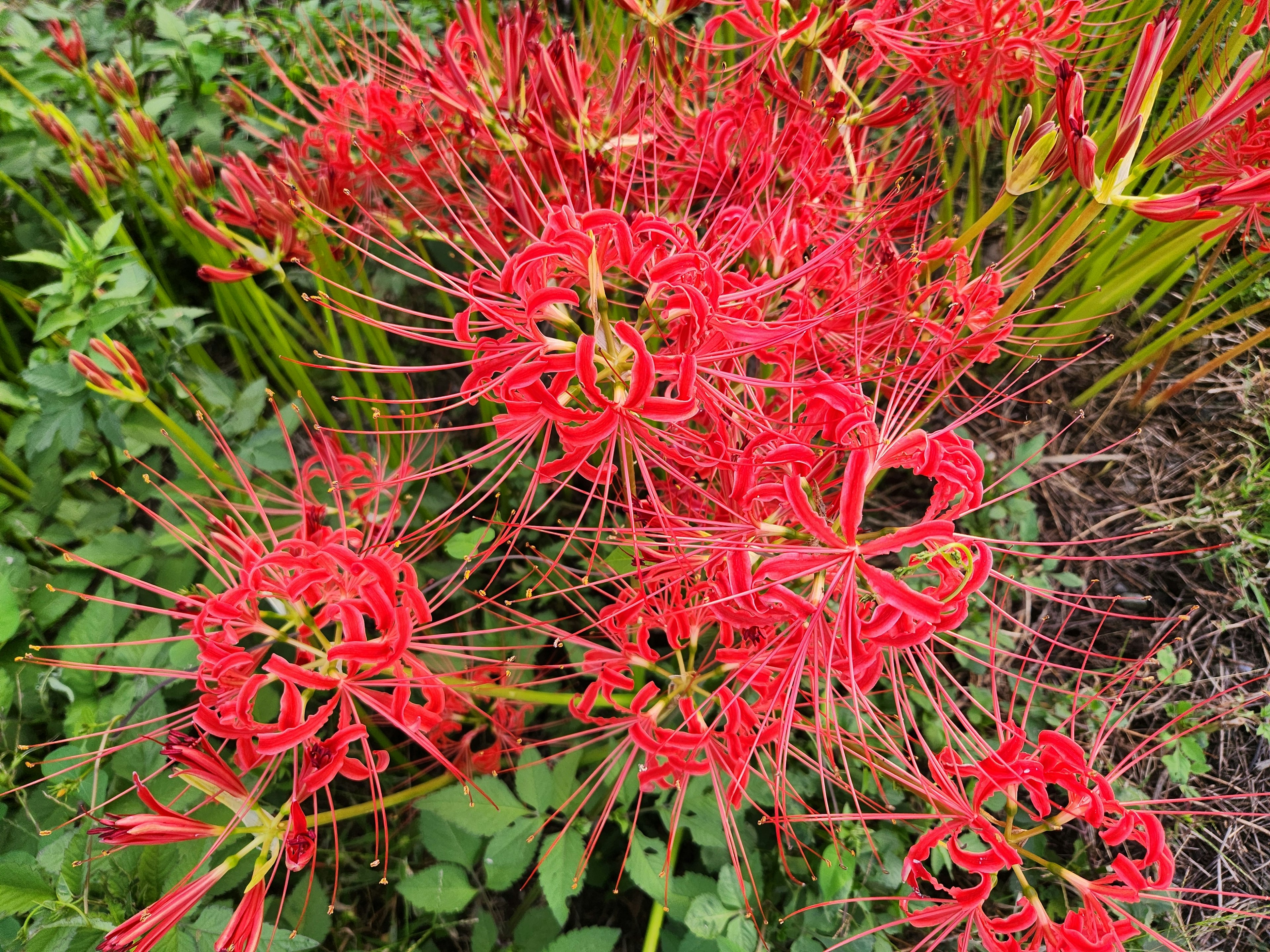 赤い花が咲く植物のクローズアップ 緑の葉に囲まれている