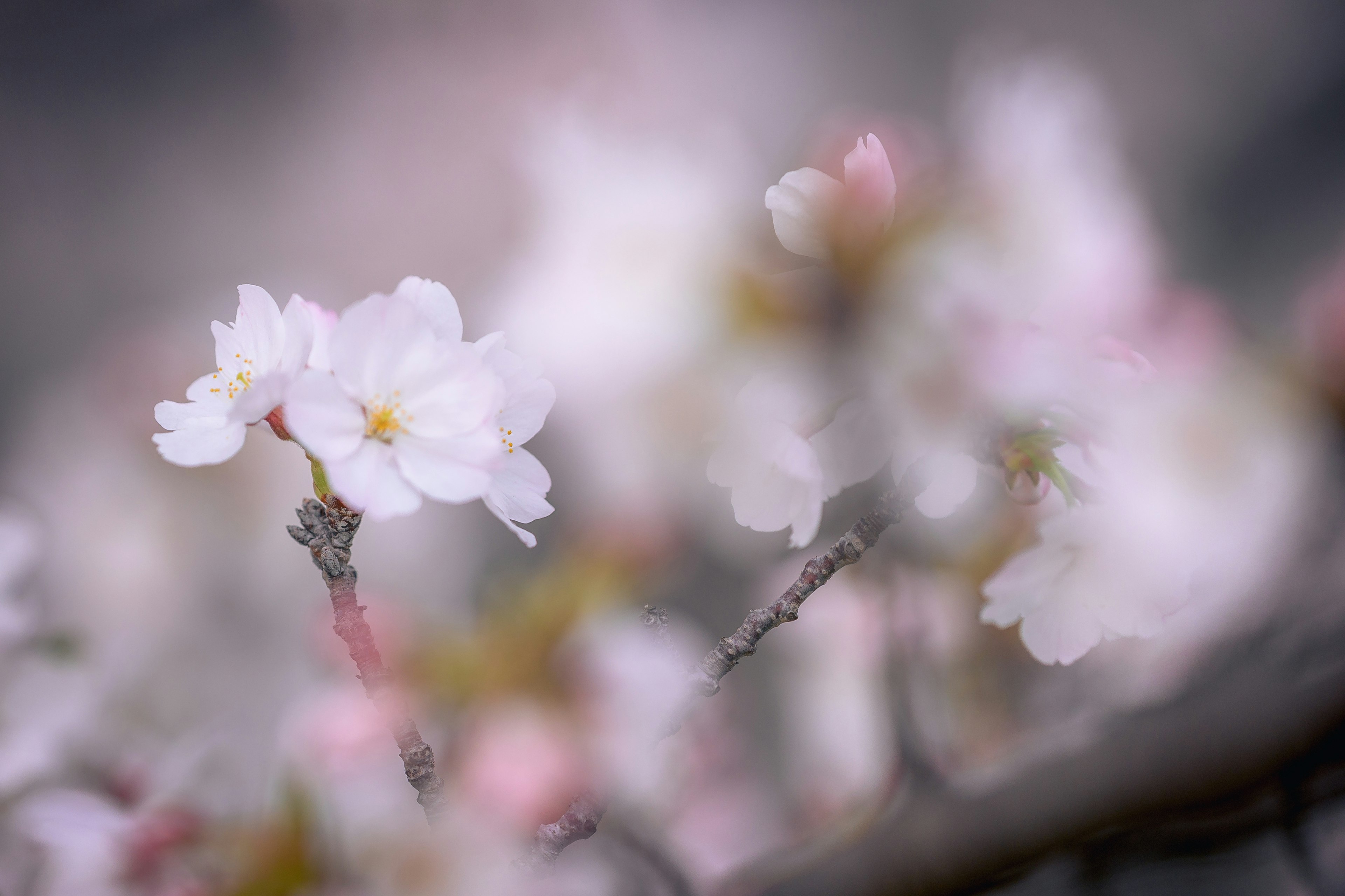 Nahaufnahme von blassen rosa Kirschblüten an einem Zweig