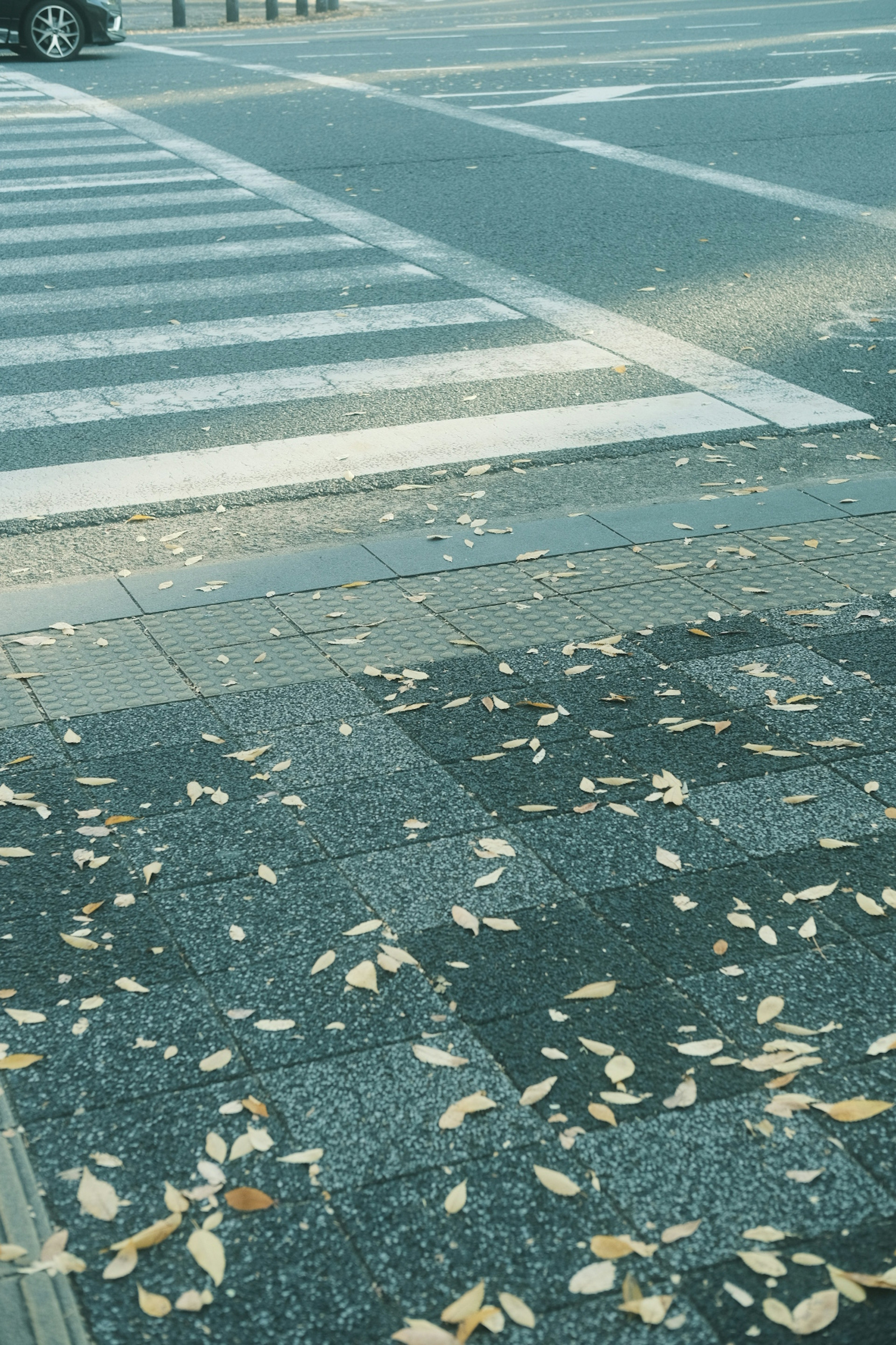 Scattered leaves on the pavement of an intersection