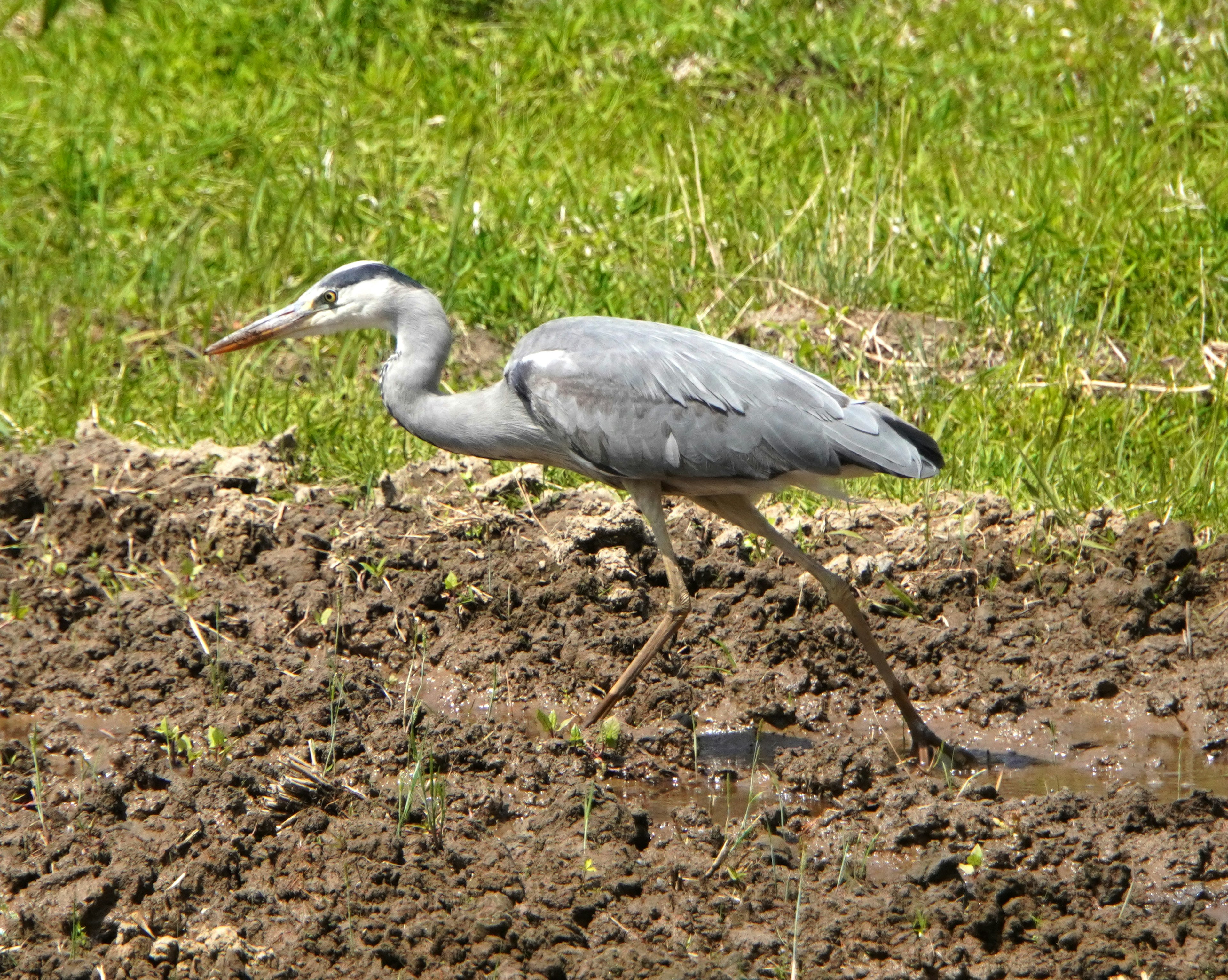 A grey heron walking in soil with a green background