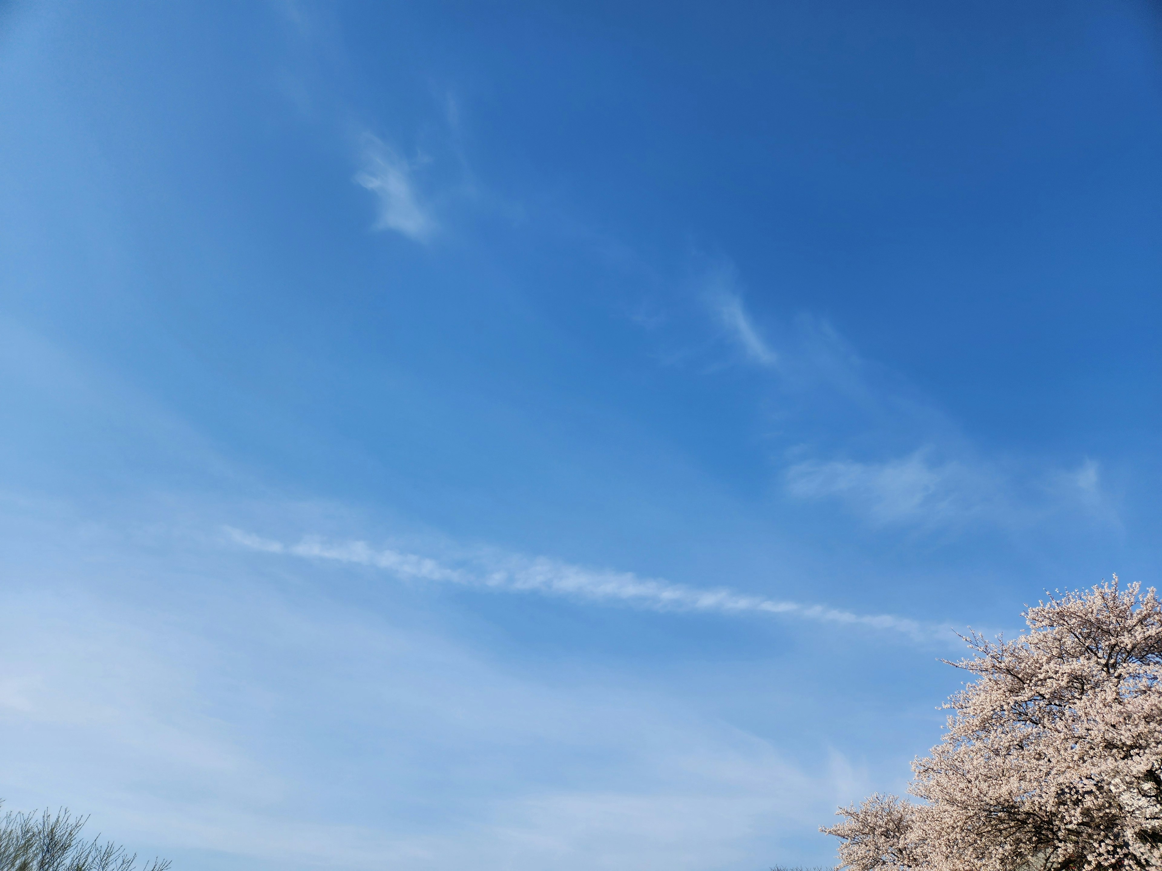 A clear blue sky with wispy clouds and a cherry blossom tree in the foreground