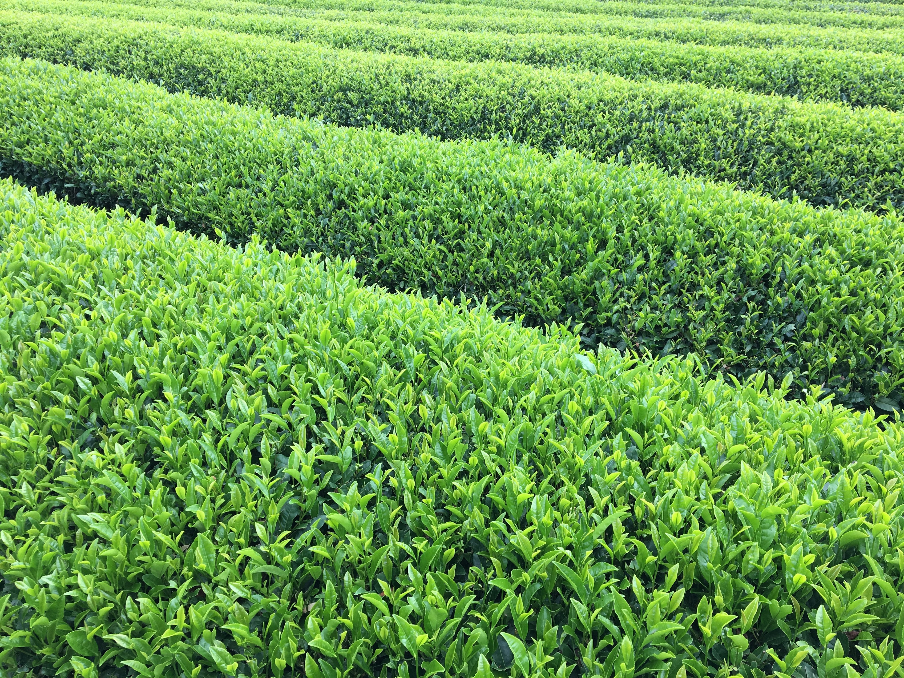 Lush green tea fields arranged in neat rows