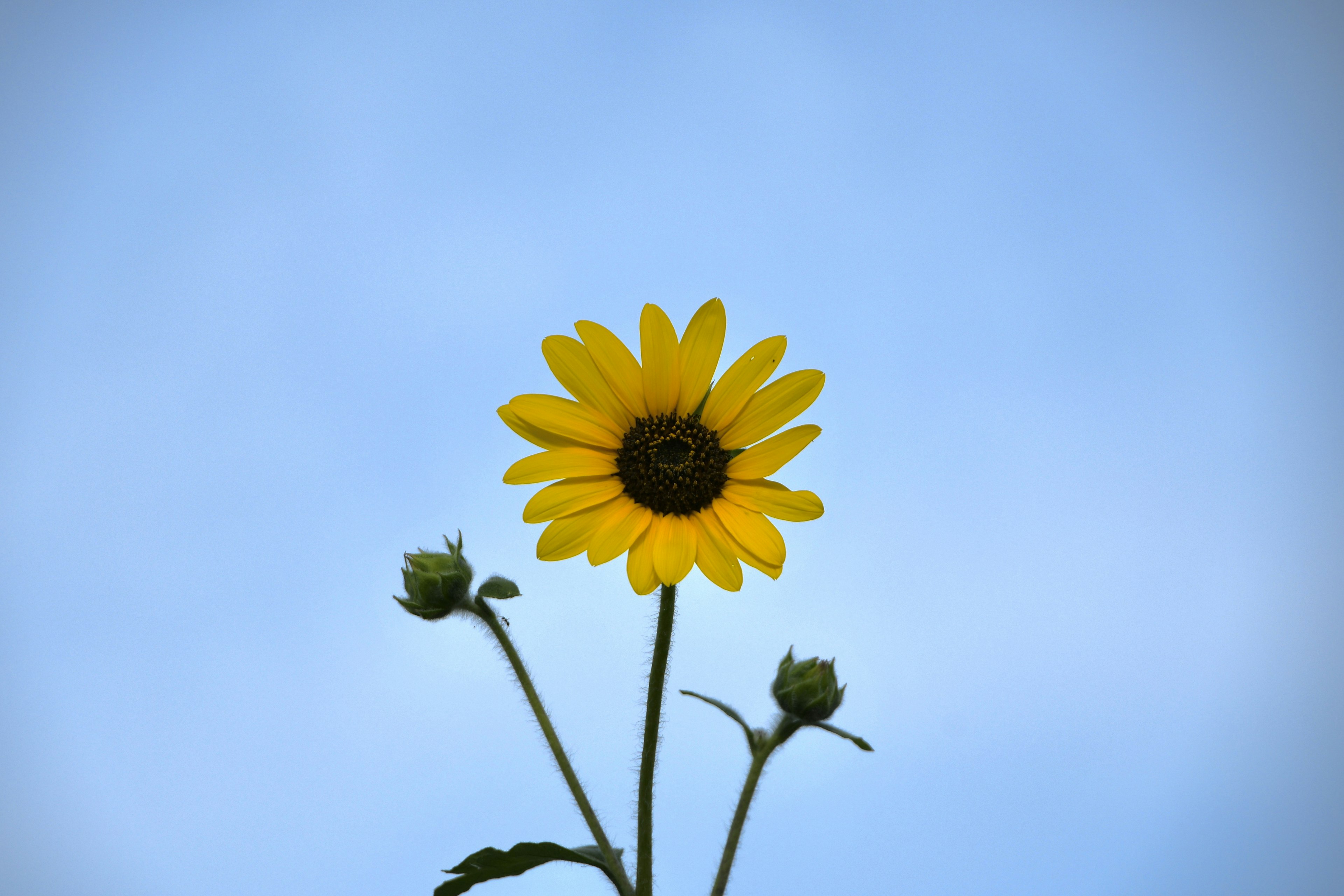 Un tournesol en fleurs contre un ciel bleu avec des bourgeons