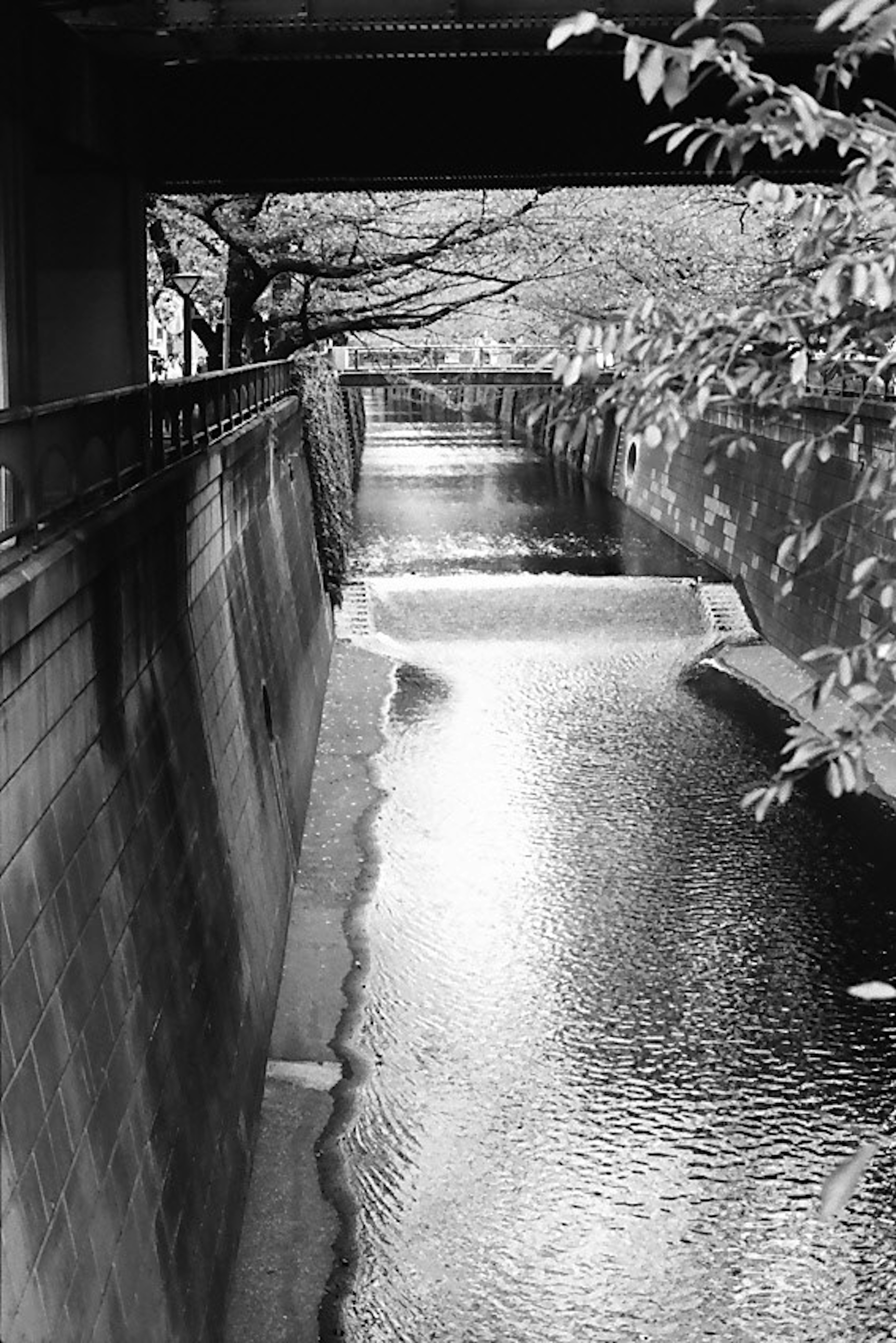 Escena de río en blanco y negro fluyendo bajo un puente con árboles cercanos